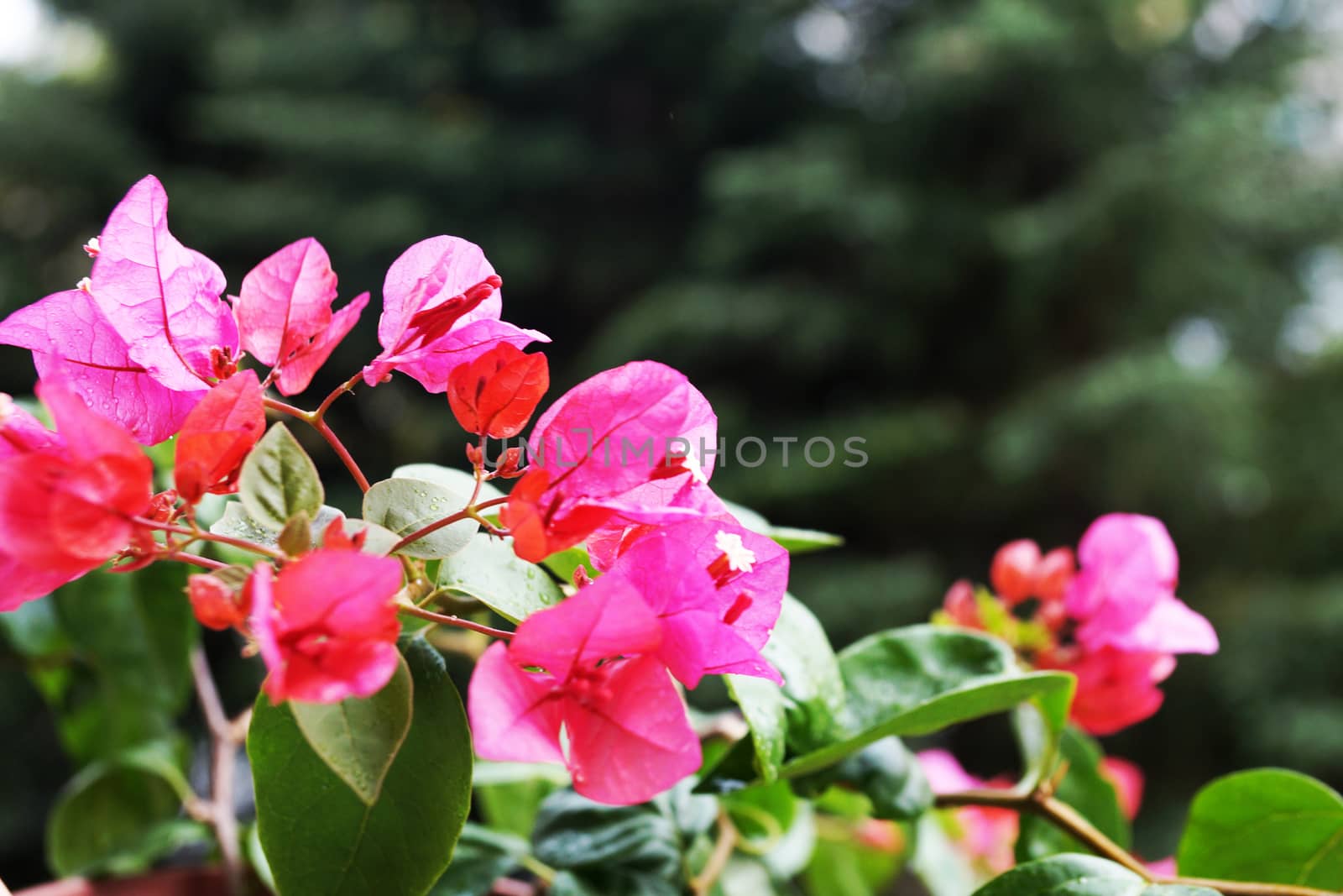 pink blooming bougainvillea close up on nature background by Annado