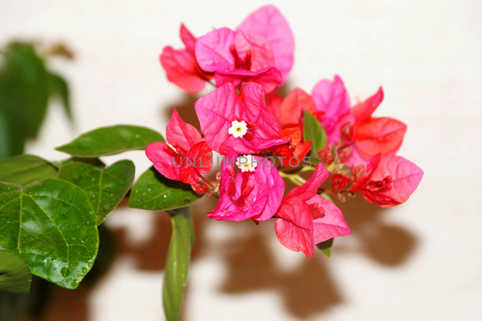 pink blooming bougainvillea close up on a light background by Annado