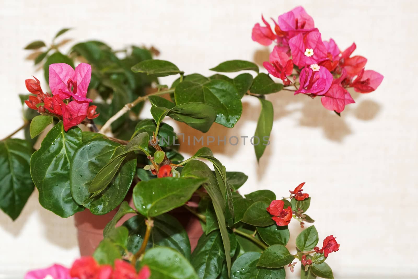 pink blooming bougainvillea close up on a light background by Annado