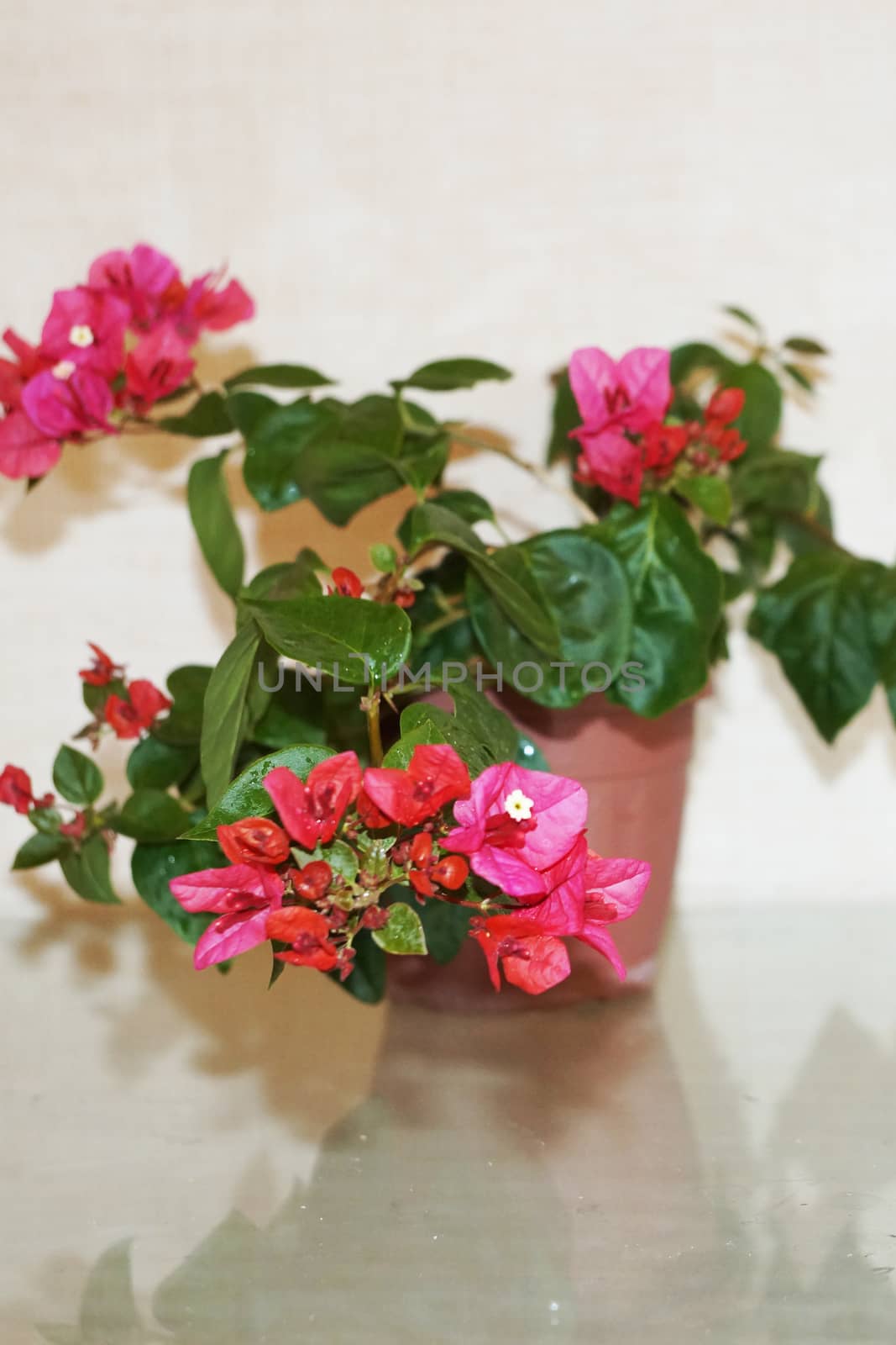 pink blooming bougainvillea in a pot on a light background