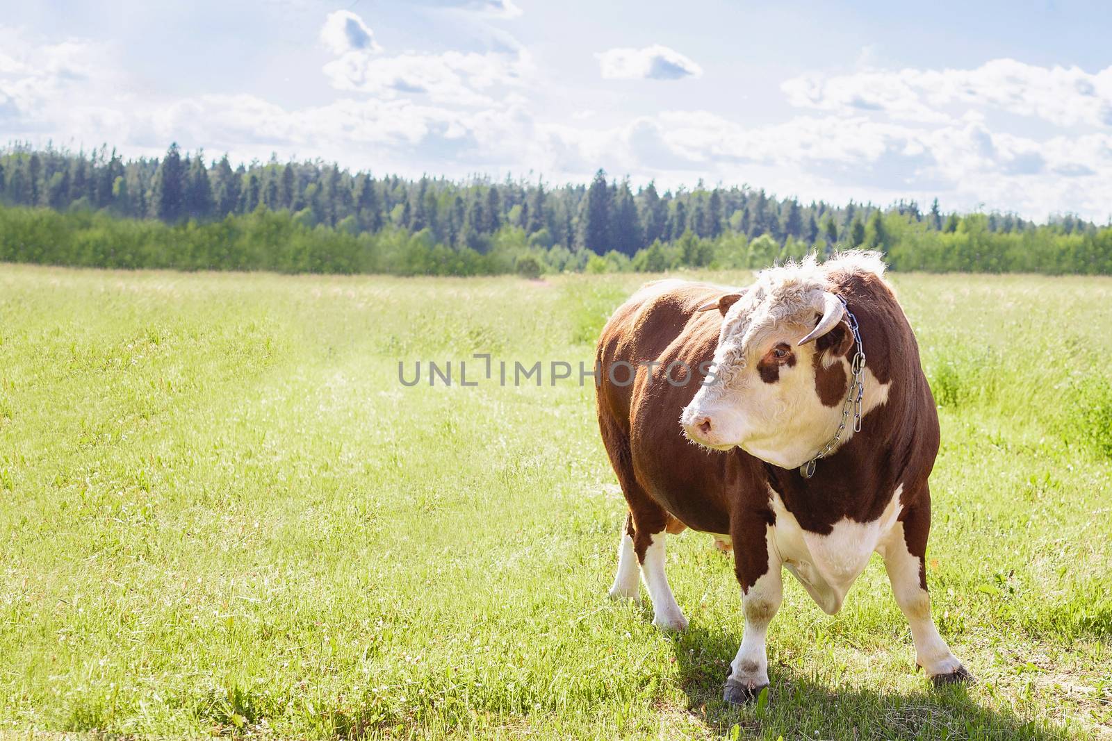 A bull, a big bull with a ring in its nose, stood majestically in a lush summer meadow by a wooden fence, a milk bull was grazing in a green meadow. Landscape, horizontal. Place to copy