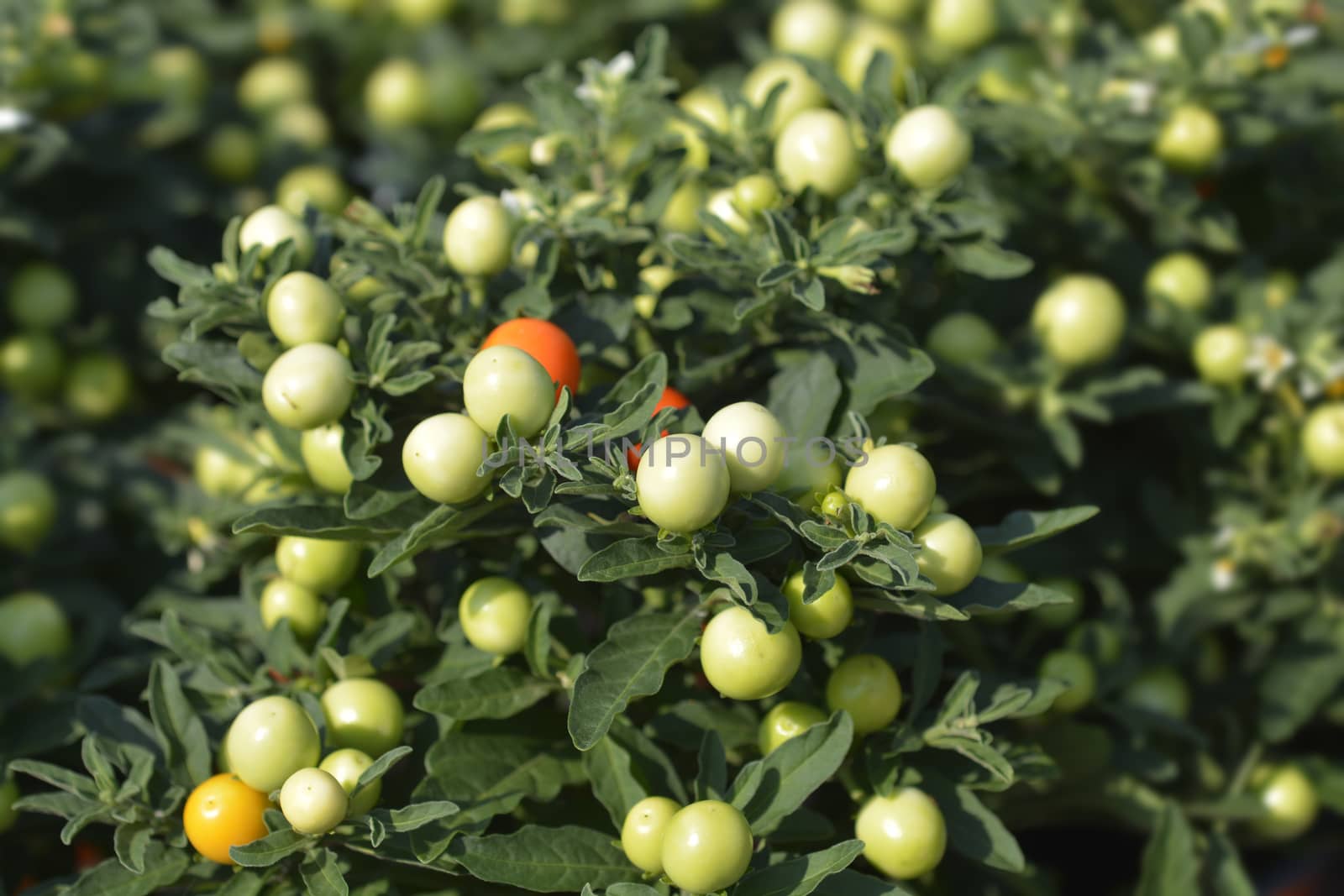 False Jerusalem cherry - Latin name - Solanum pseudocapsicum