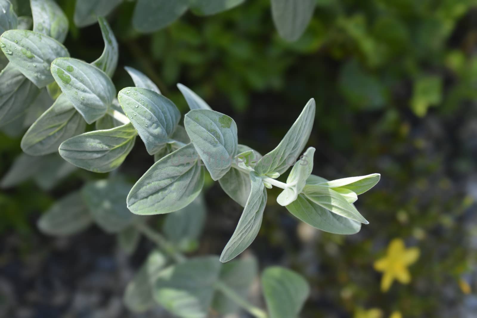 Mountain St Johns Wort leaves - Latin name - Hypericum montanum