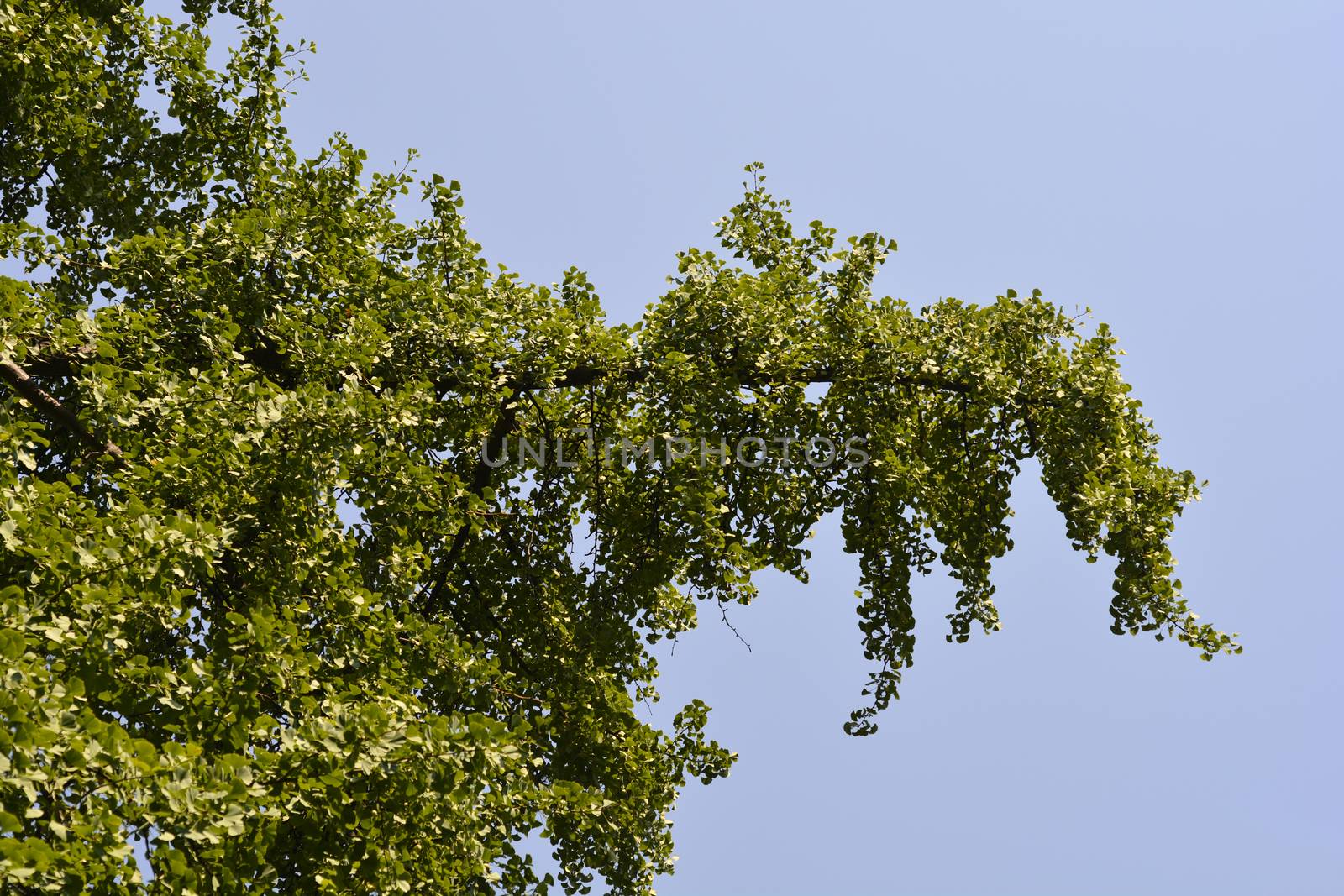 Ginkgo tree - Latin name - Ginkgo biloba