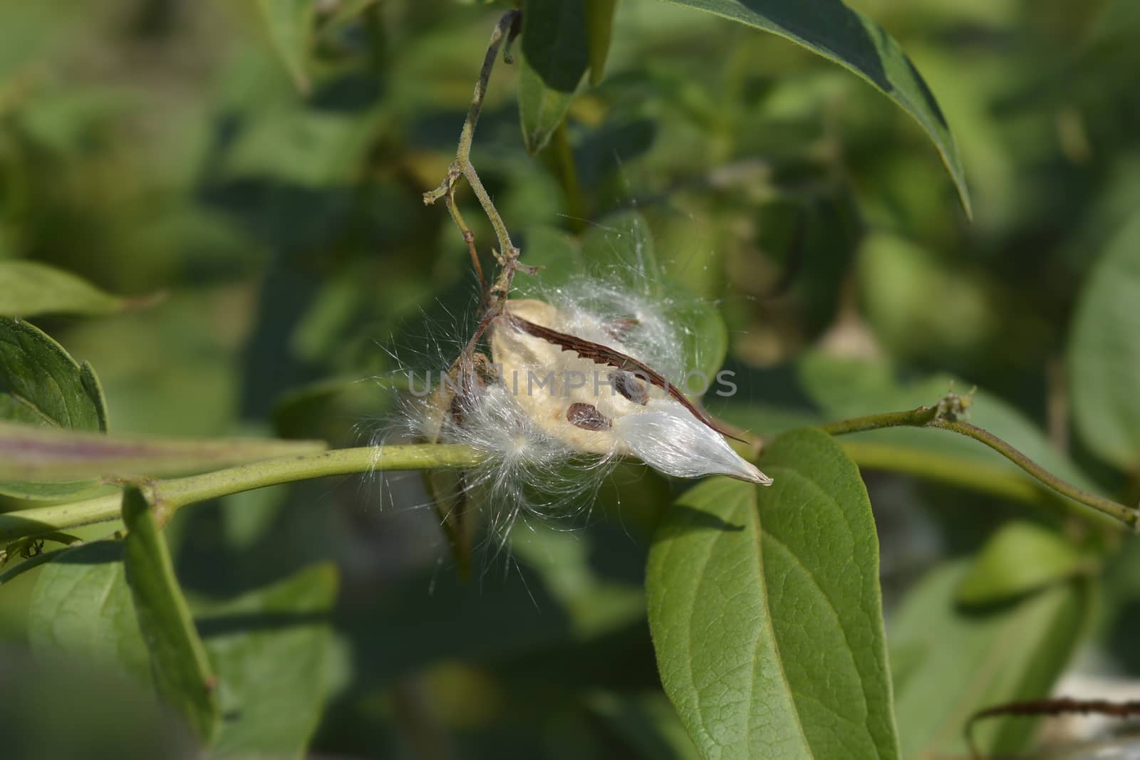 White swallow-wort seeds - Latin name - Vincetoxicum hirundinaria