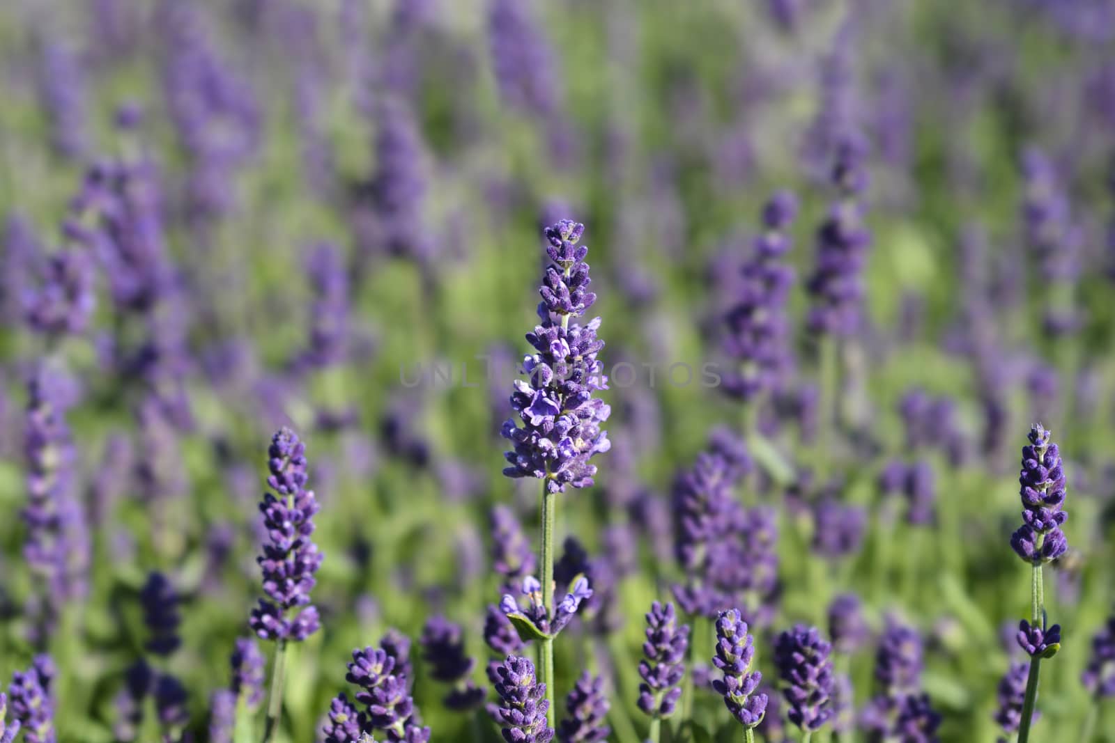 English lavender Ellagance Purple - Latin name - Lavandula angustifolia Ellagance Purple