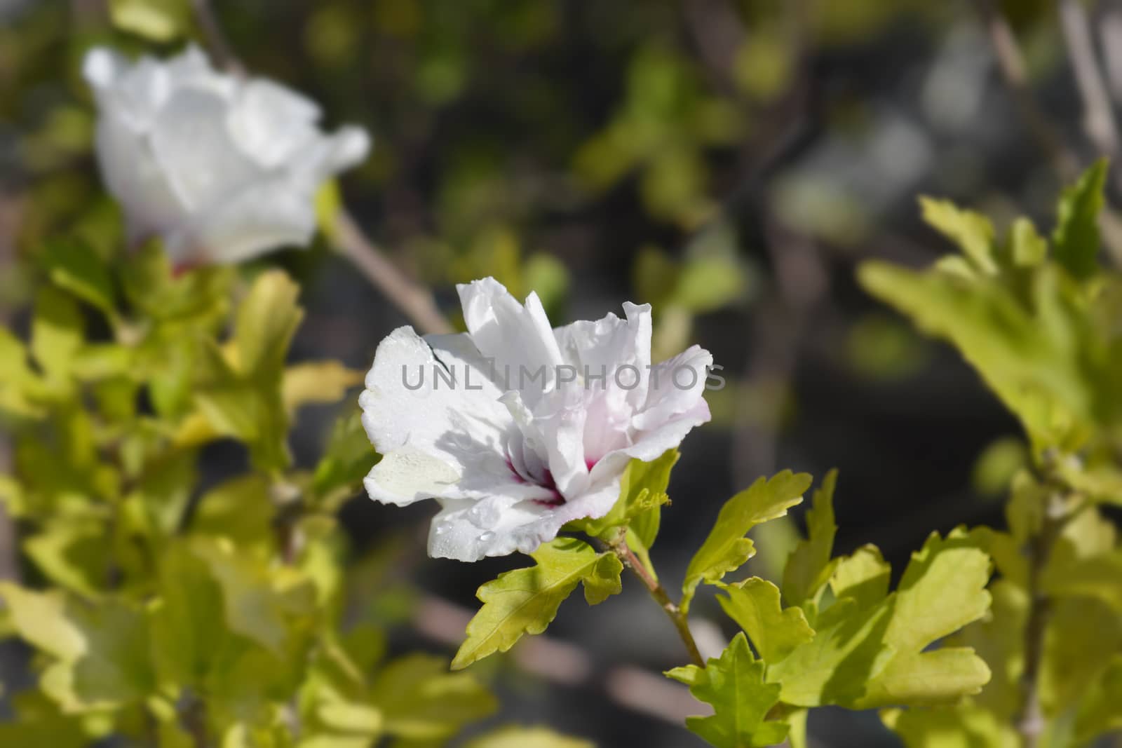 Rose Of Sharon Speciosus - Latin name - Hibiscus syriacus Speciosus