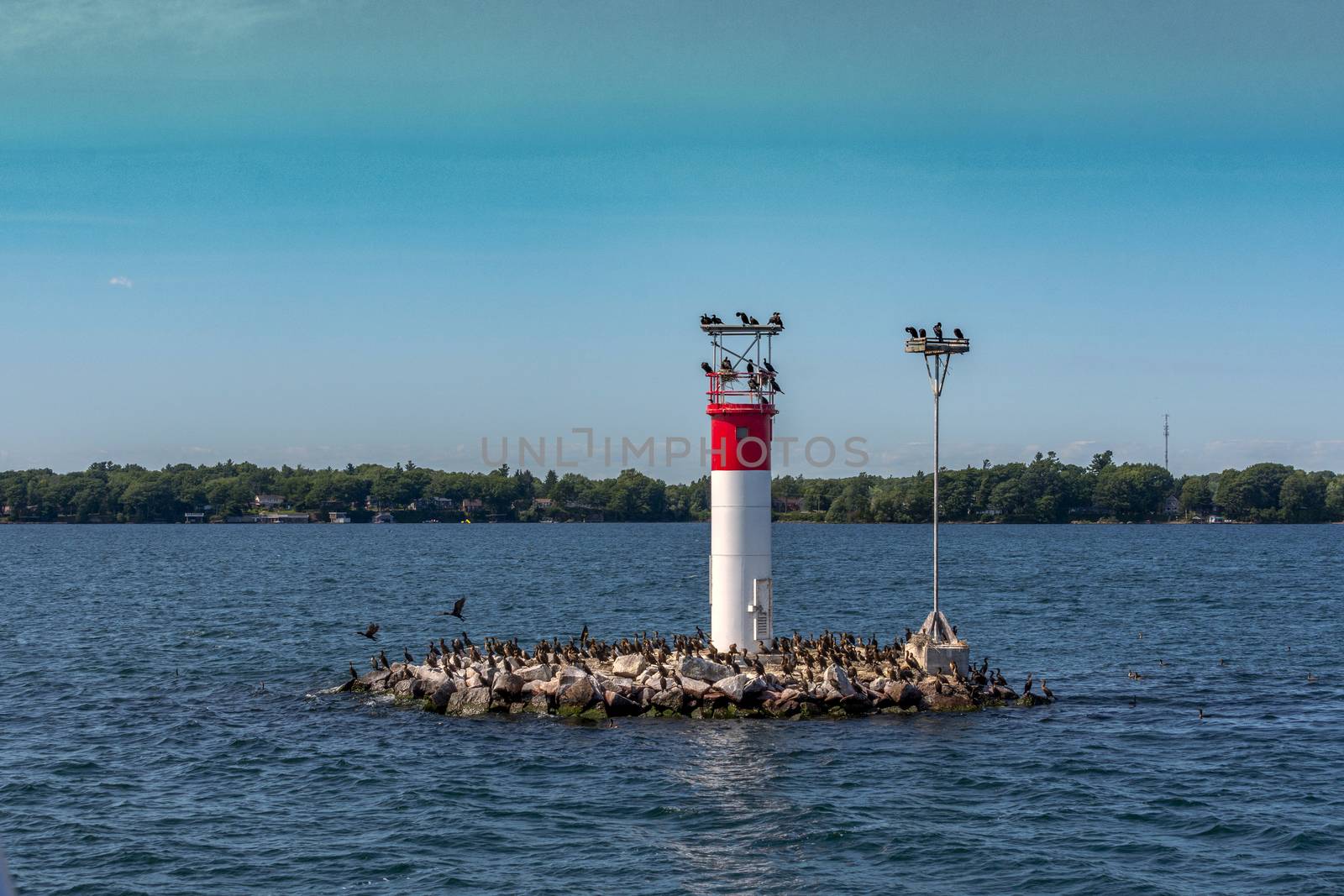 Cormorants occupied a small island with an installed signal buoy