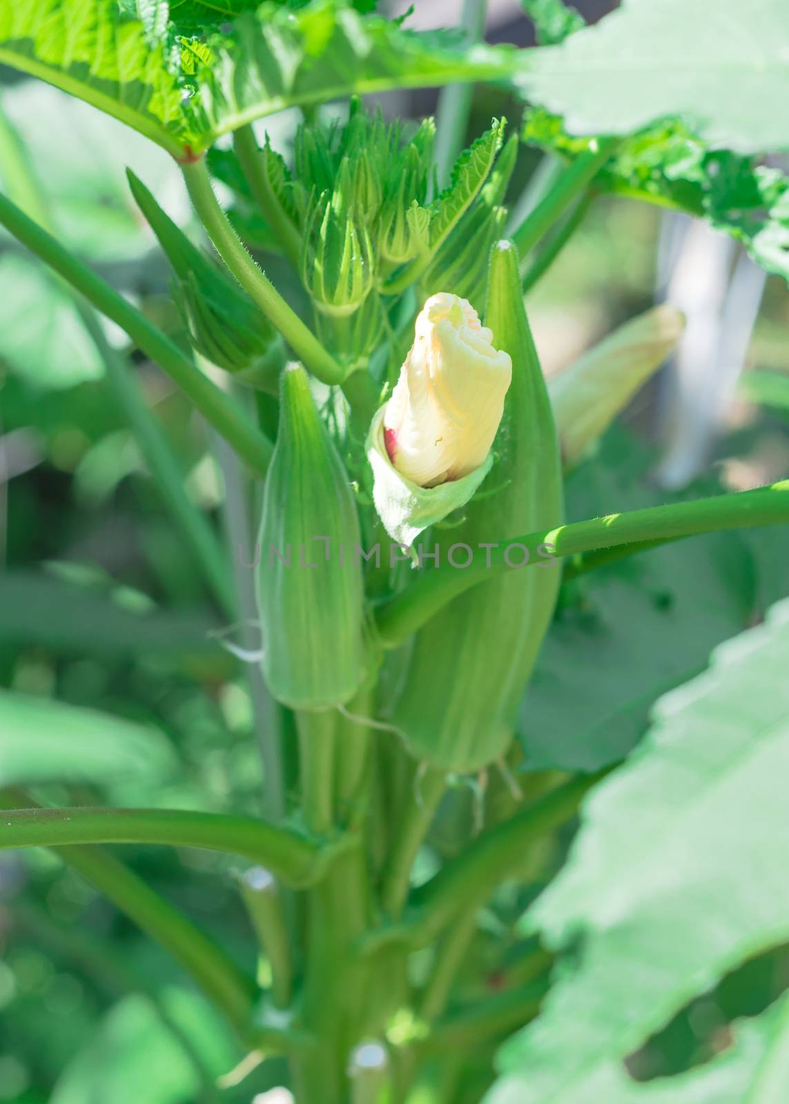 Close-up okra Abelmoschus esculentus flower buds and pods at raised bed garden near Dallas, Texas, USA by trongnguyen