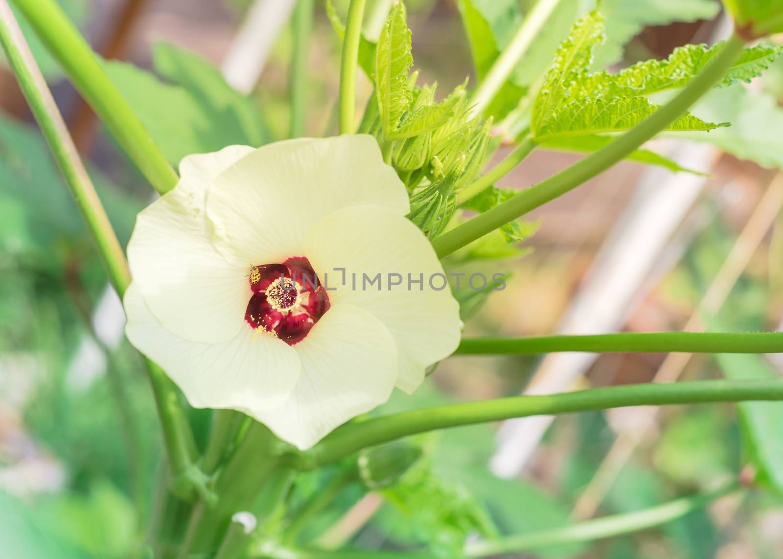 Shallow DOF blossom okra Abelmoschus esculentus flower and pods at raised bed garden near Dallas, Texas, USA by trongnguyen