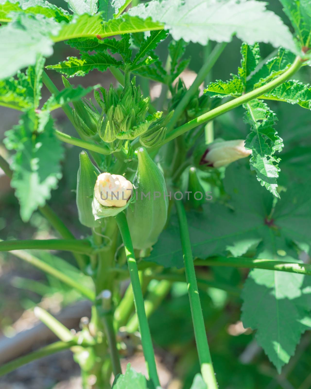 Top view close-up okra flower buds and large pod at organic backyard garden near Dallas, Texas, America. Abelmoschus esculentus is an herbaceous annual plant in the family Malvaceae