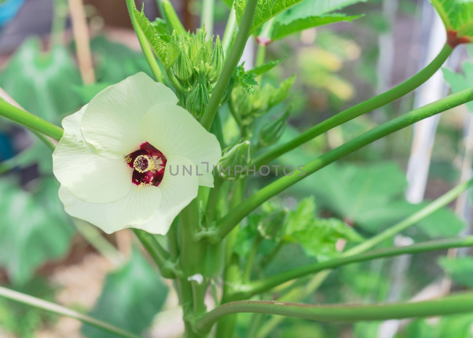 Close-up blossom okra flower and pods at organic backyard garden near Dallas, Texas, America. Abelmoschus esculentus is an herbaceous annual plant in the family Malvaceae