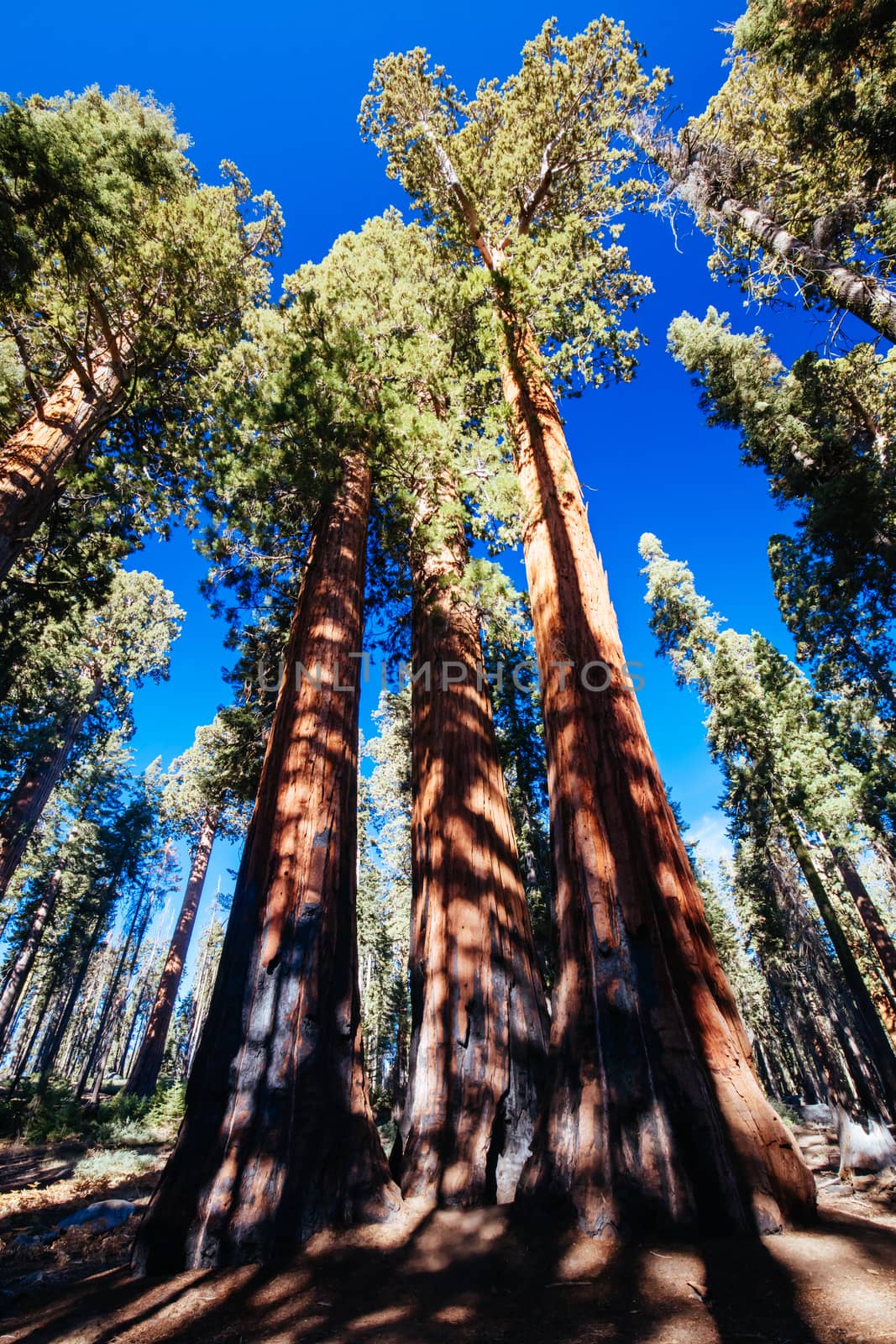 Trees surrounding Crescent Meadow picnic area in Sequoia National Park, California, USA