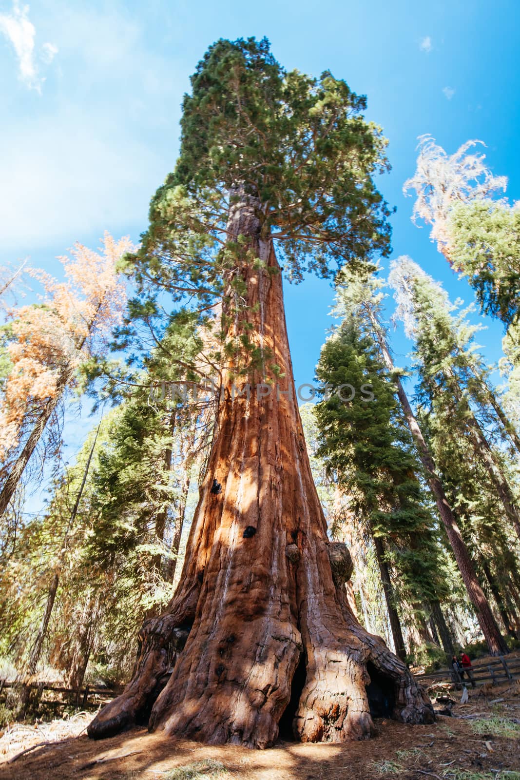 The famous General Grant tree in Sequoia National Park, California, USA