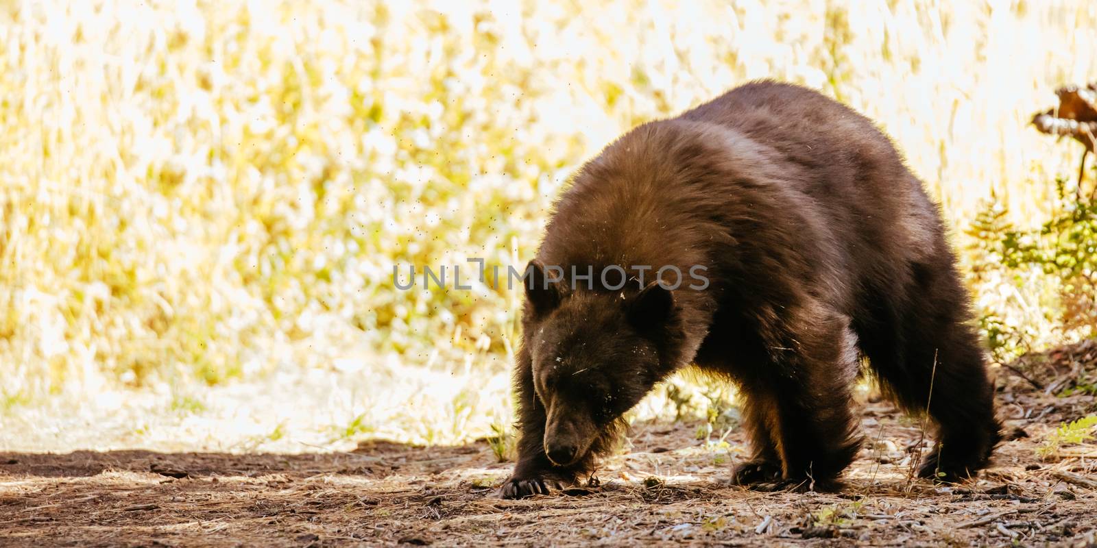 Black Bear in Sequoia California USA by FiledIMAGE