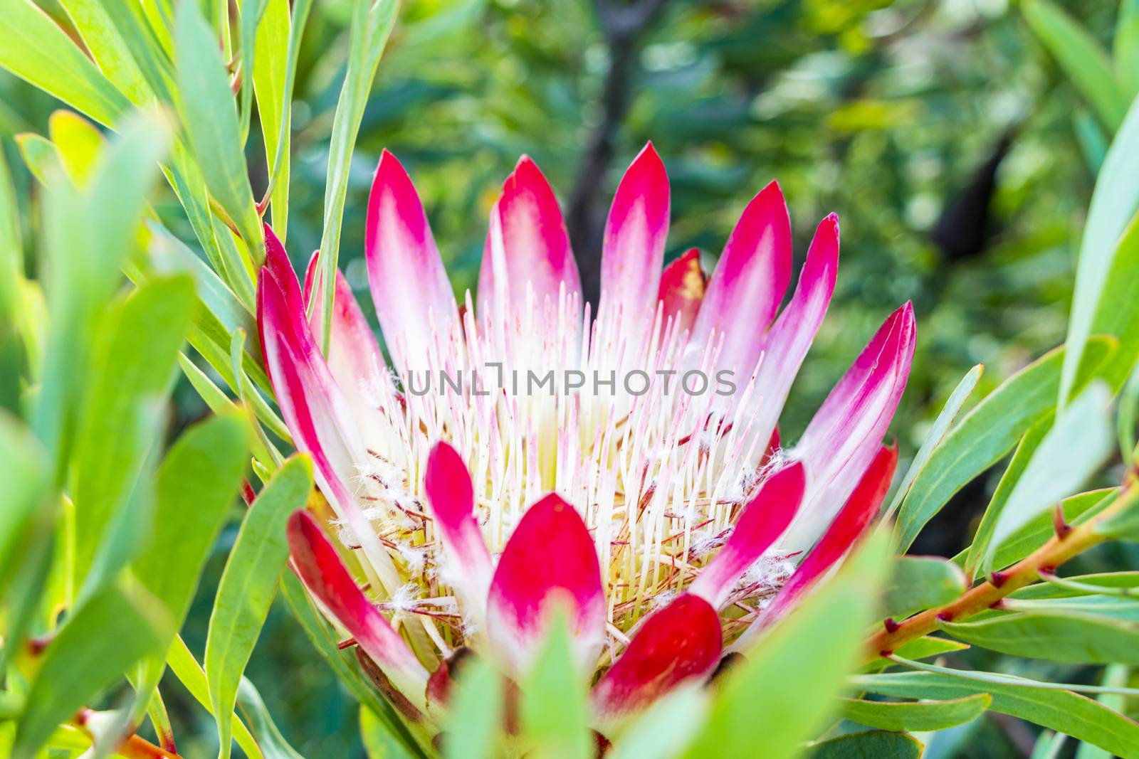 South African King Sugar Bush Pink Protea cynaroides in Kirstenbosch National Botanical Garden, Cape Town, South Africa.