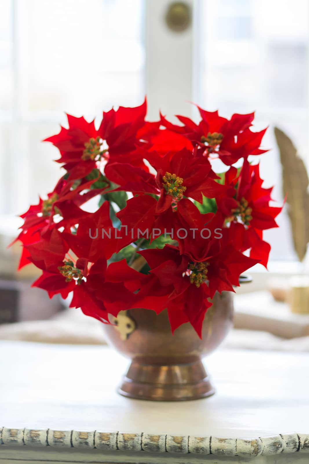Vase with red poinsettia flowers on the window.