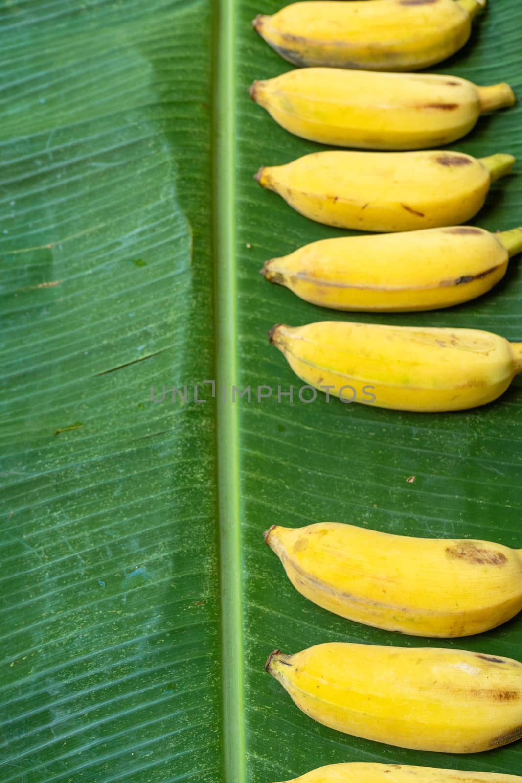 Flat lay layout of yellow bananas on a green banana leaf. Eco food.