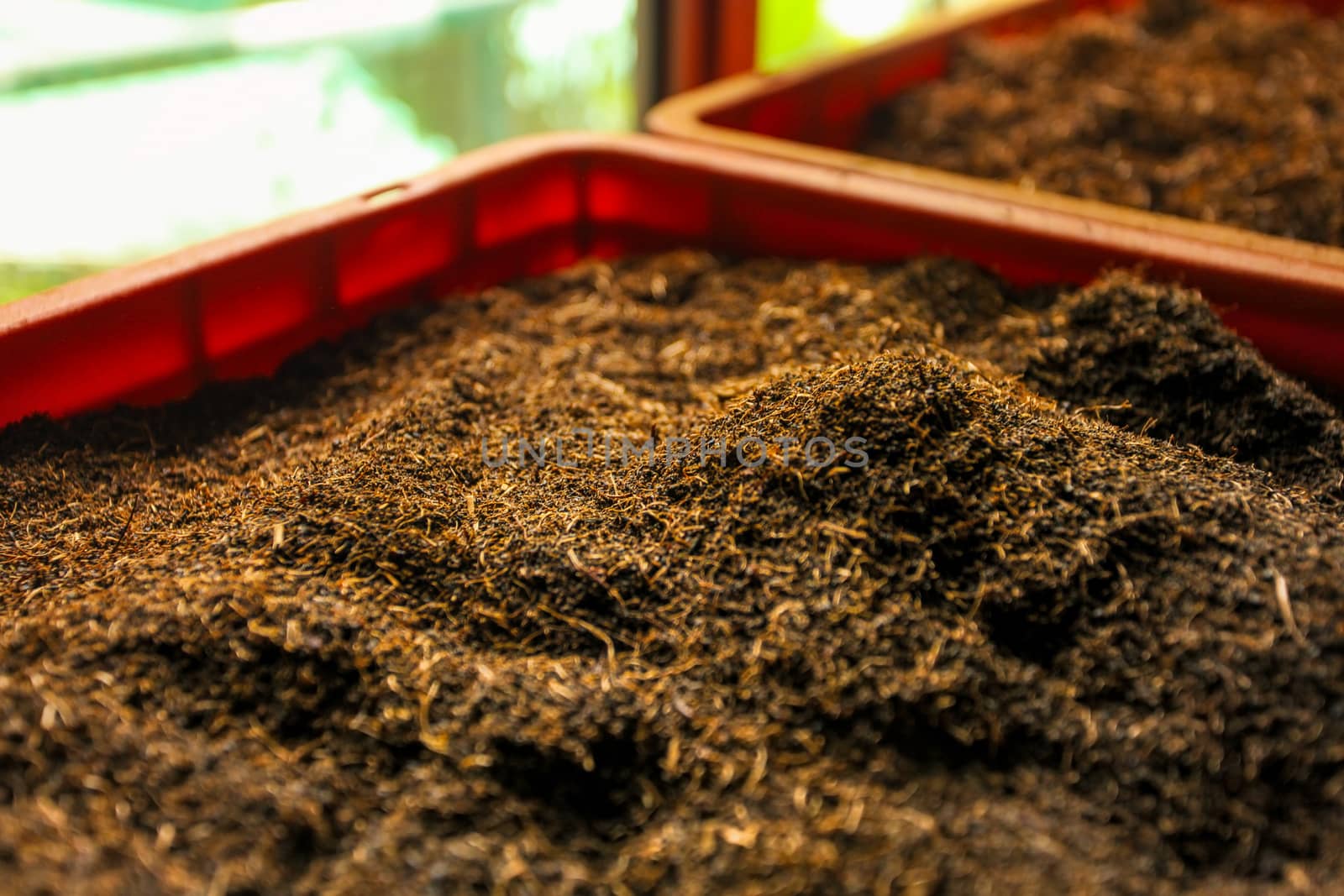 Detail of bulk ceylon tea (orange pekoe leaves being dried) in p by Ivanko