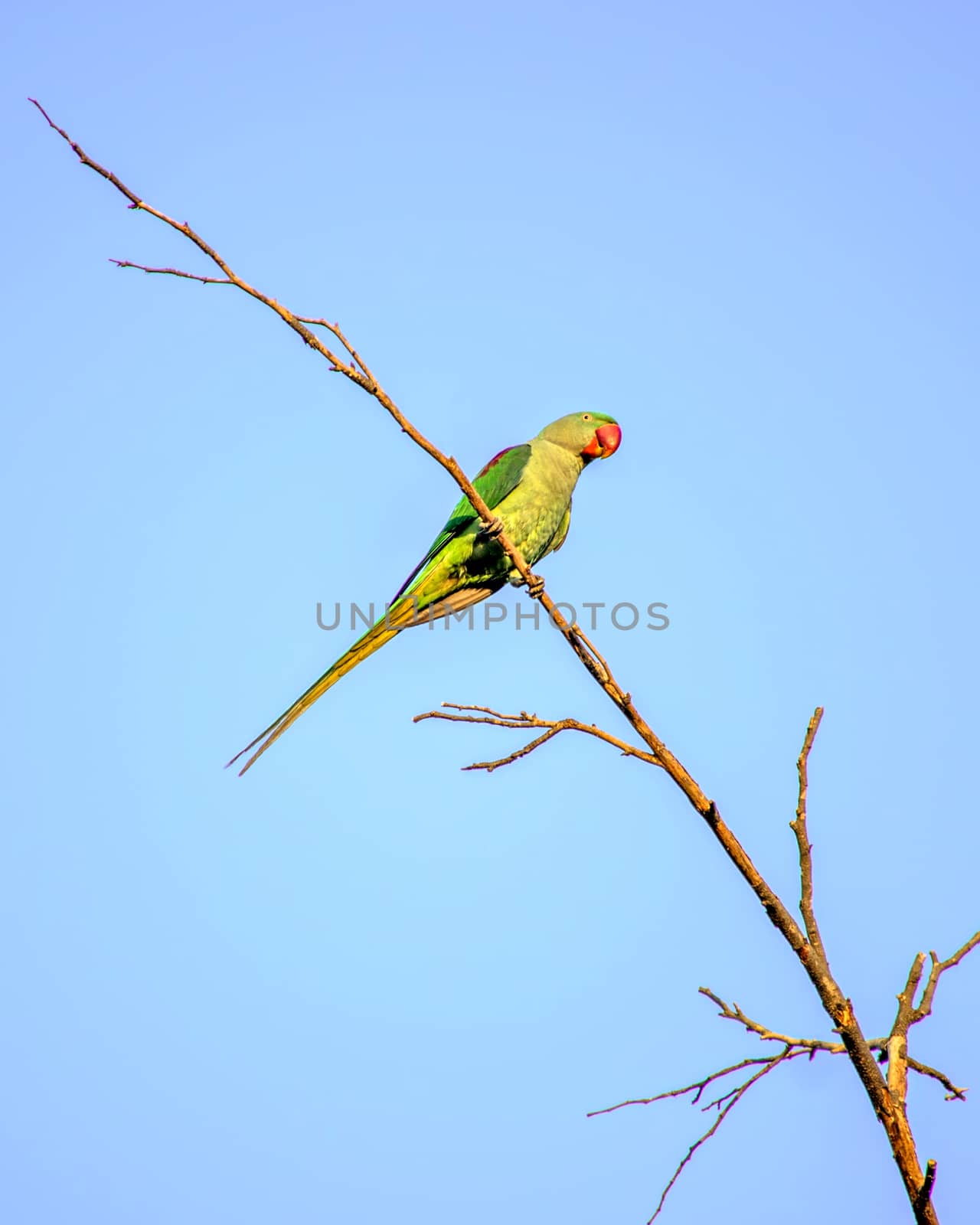 Indian ring-necked parakeet(Psittacula krameri) parrot sitting on dry tree branch with clesar blue sky background.