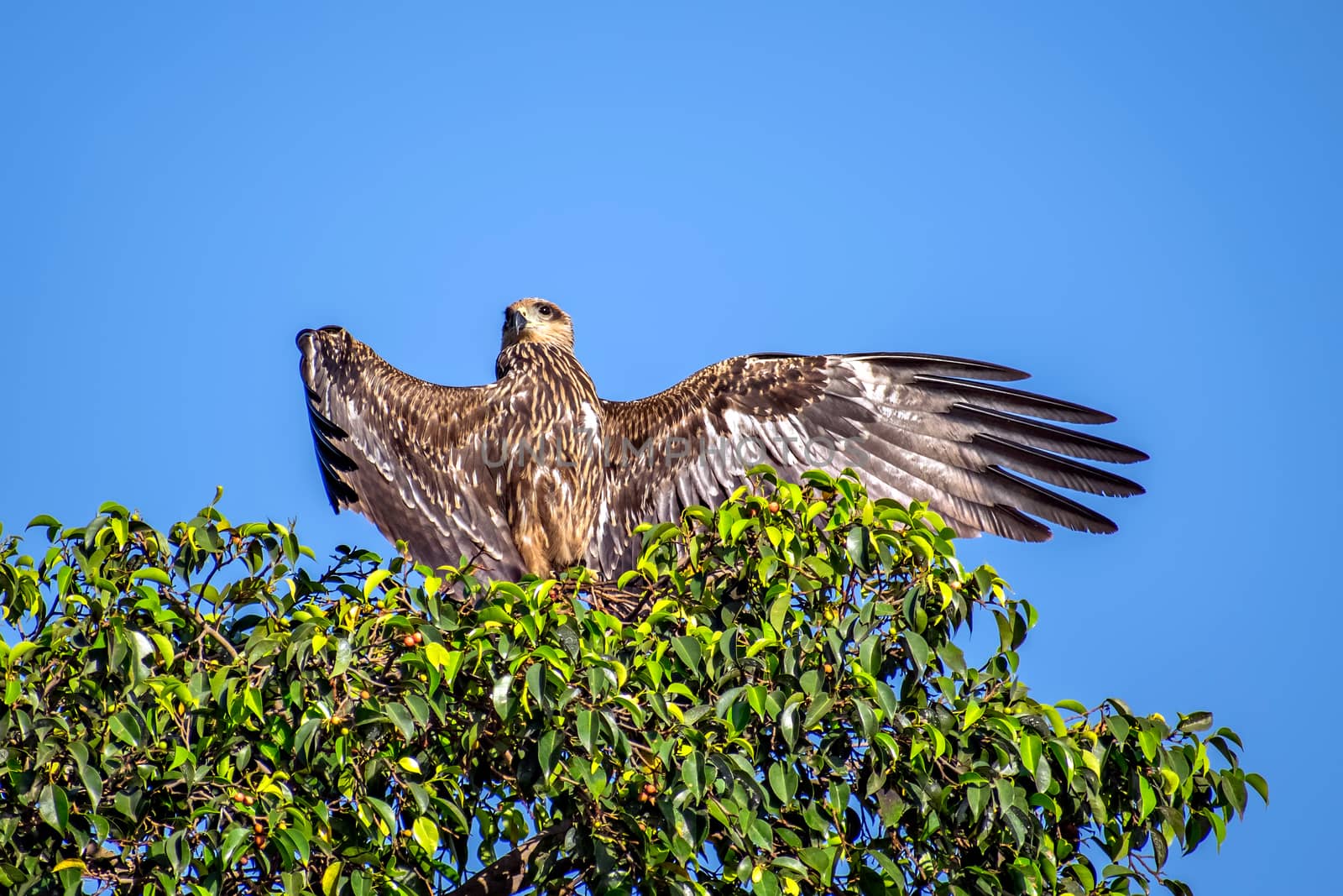 Black kite bird spreading large wings & sitting on top of tree. by lalam