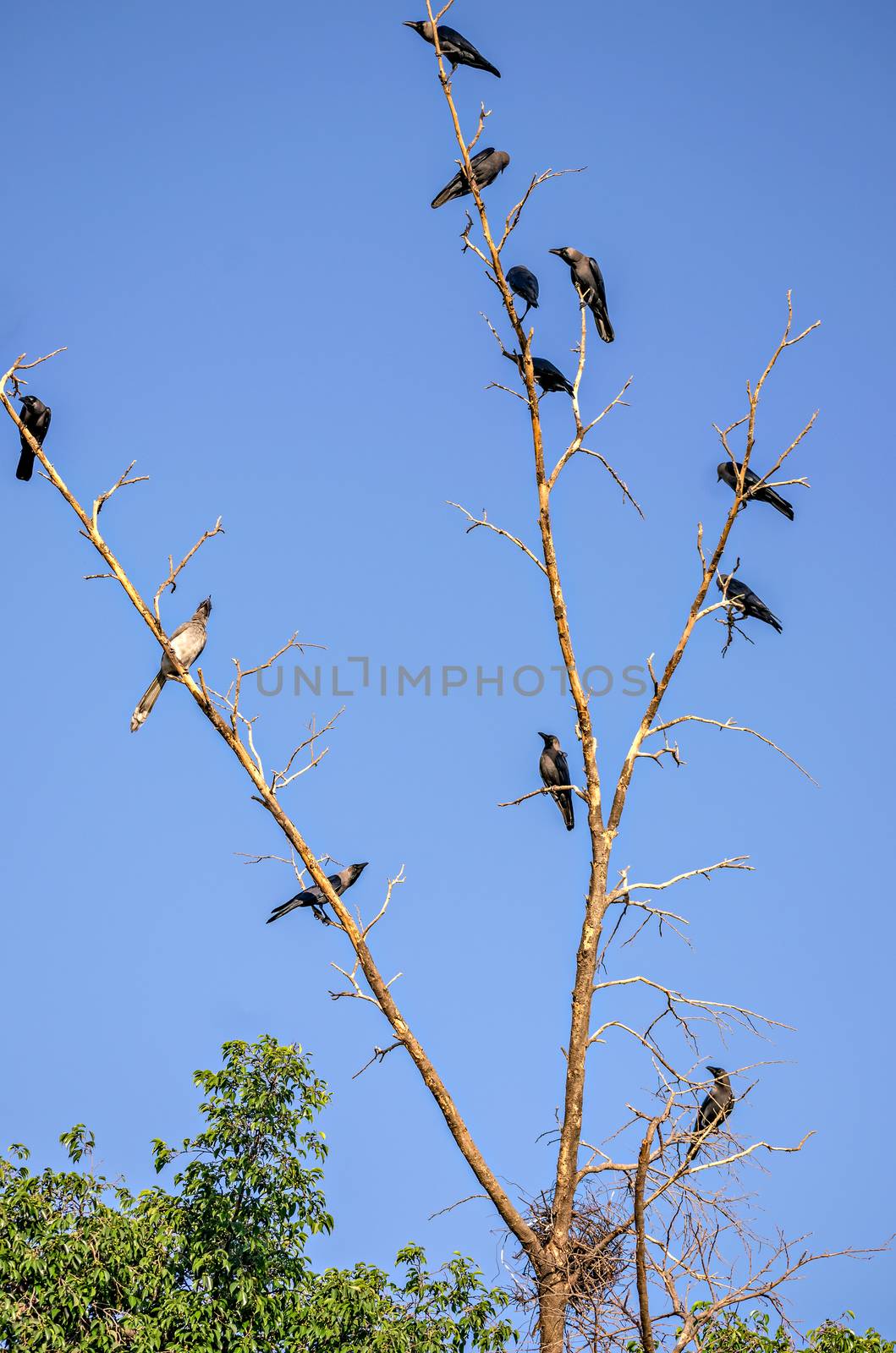 Number of Crows on a dry tree, protecting their nest from a Coppersmith barbet bird.