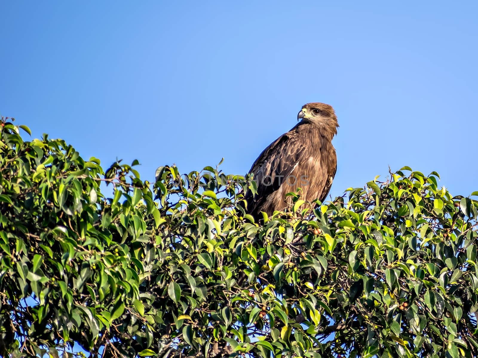 Close up image of Black kite bird sitting on top of tree. by lalam