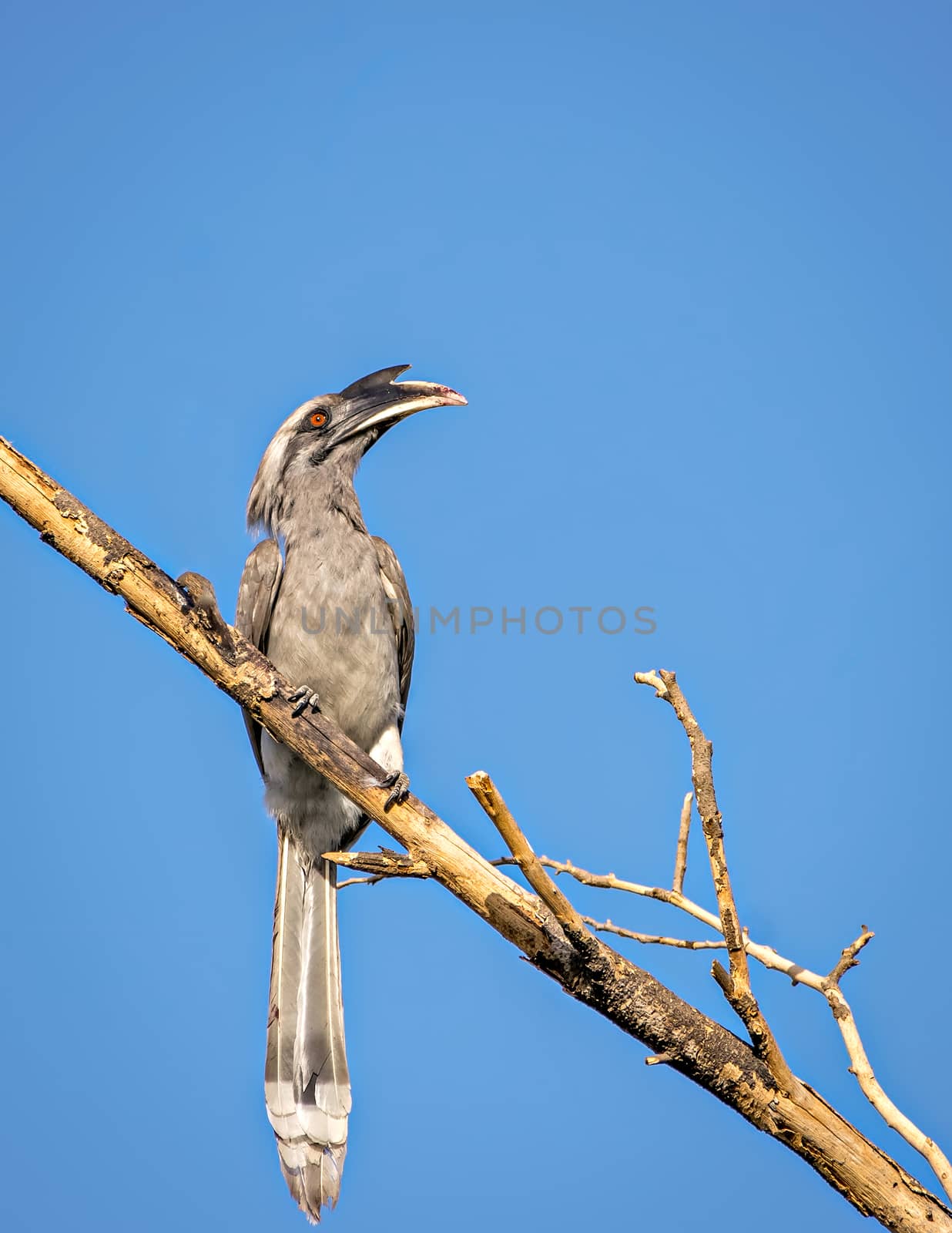 Close up image of Indian grey hornbill sitting on a dry tree branch with clear blue sky background.