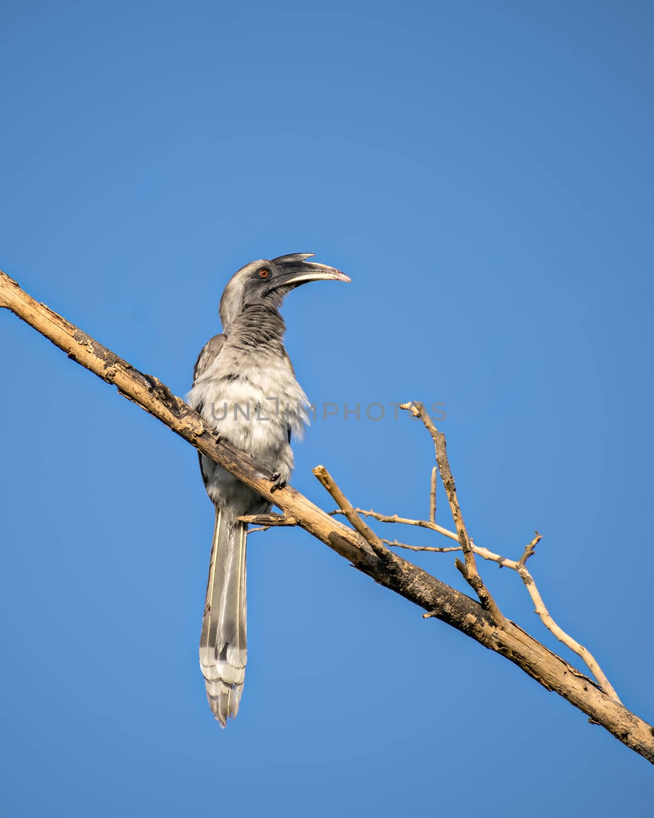 Close up image of Indian grey hornbill sitting on a dry tree branch. by lalam