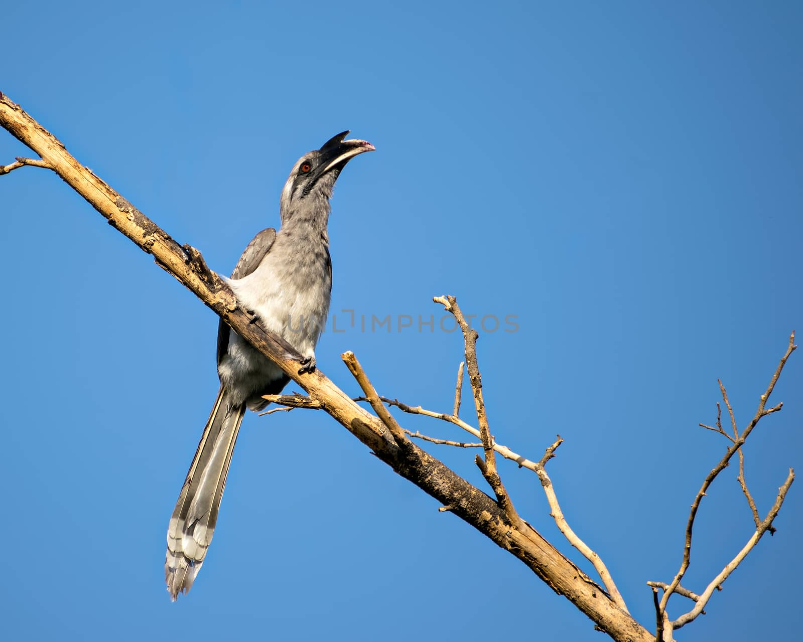 Close up image of Indian grey hornbill sitting on a dry tree branch . by lalam