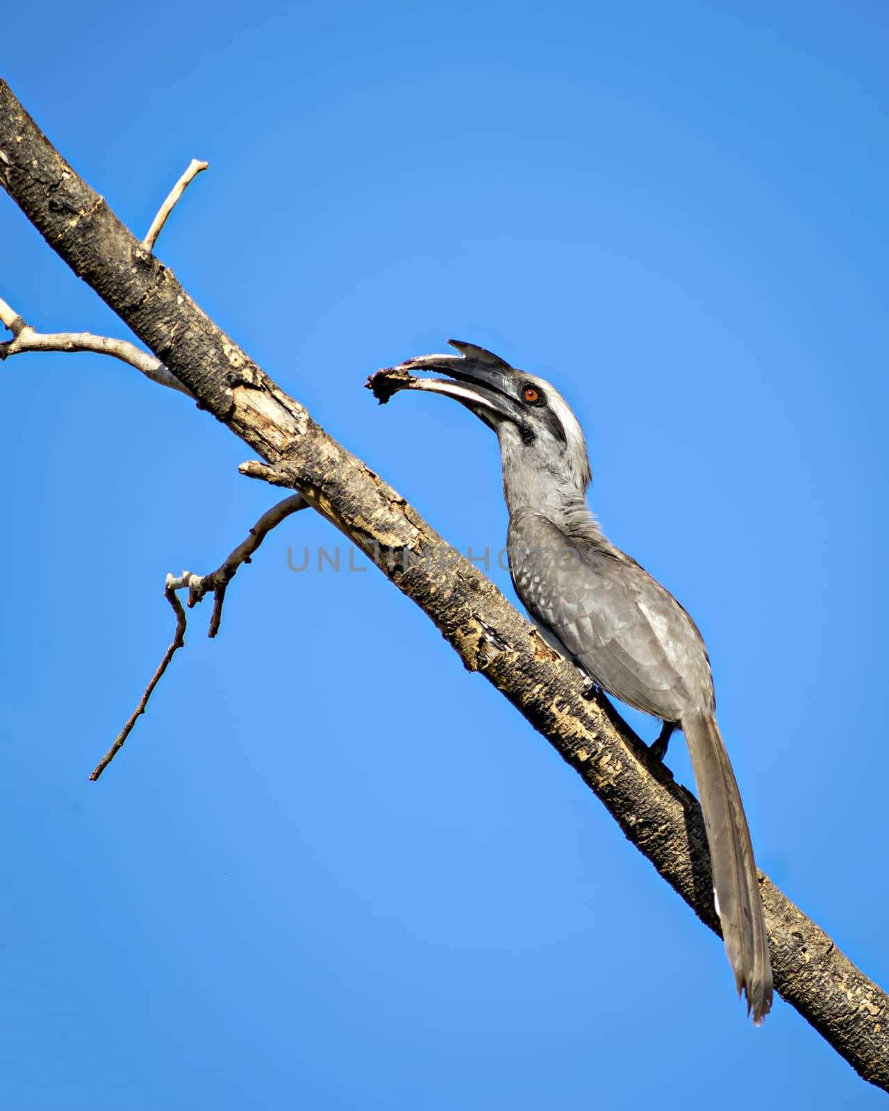 Close up image of Indian grey hornbill with food sitting on a dry tree branch. by lalam