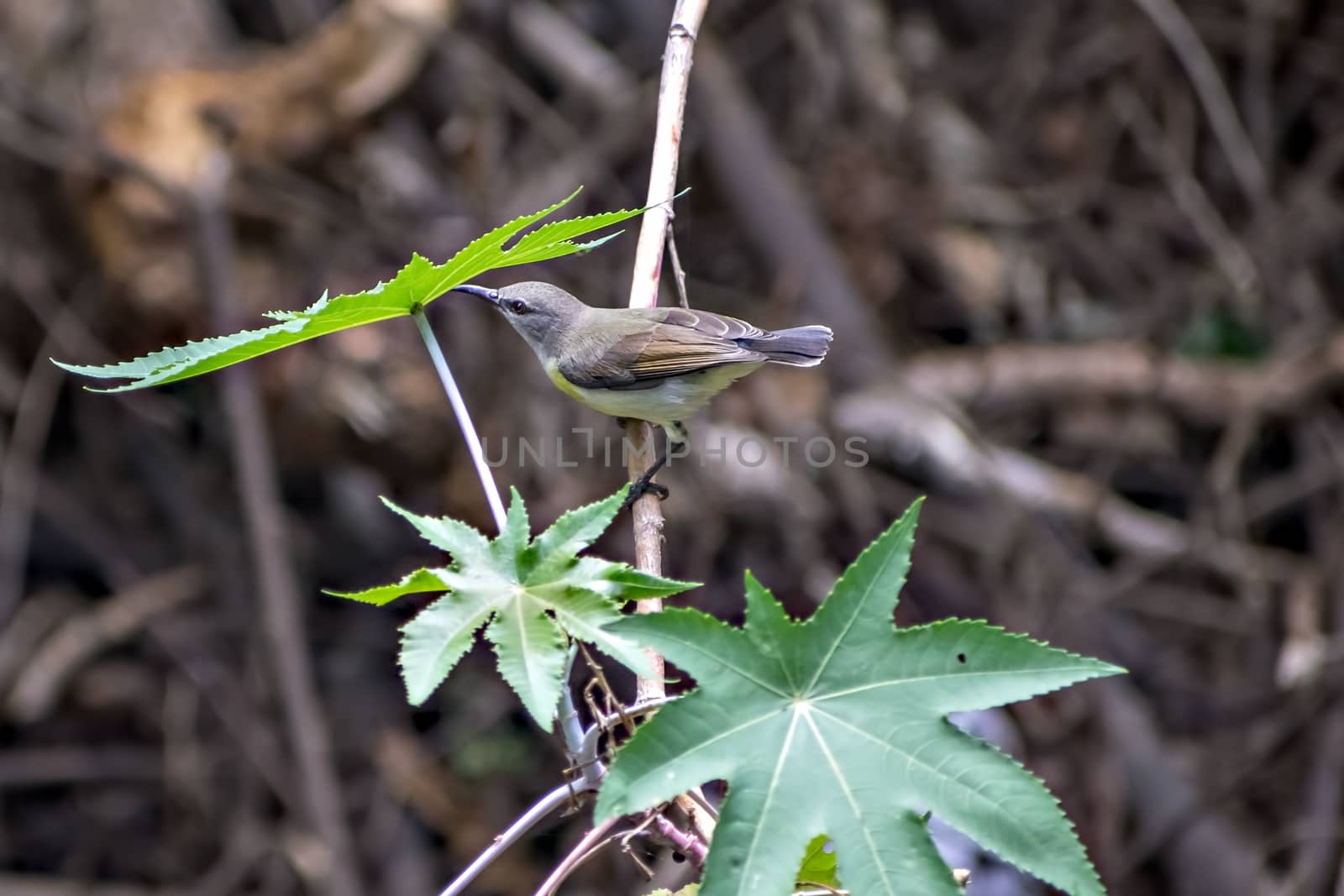 Selective focus, shallow depth of field image of Jungle prinia bird sitting on a tree with big leaves.