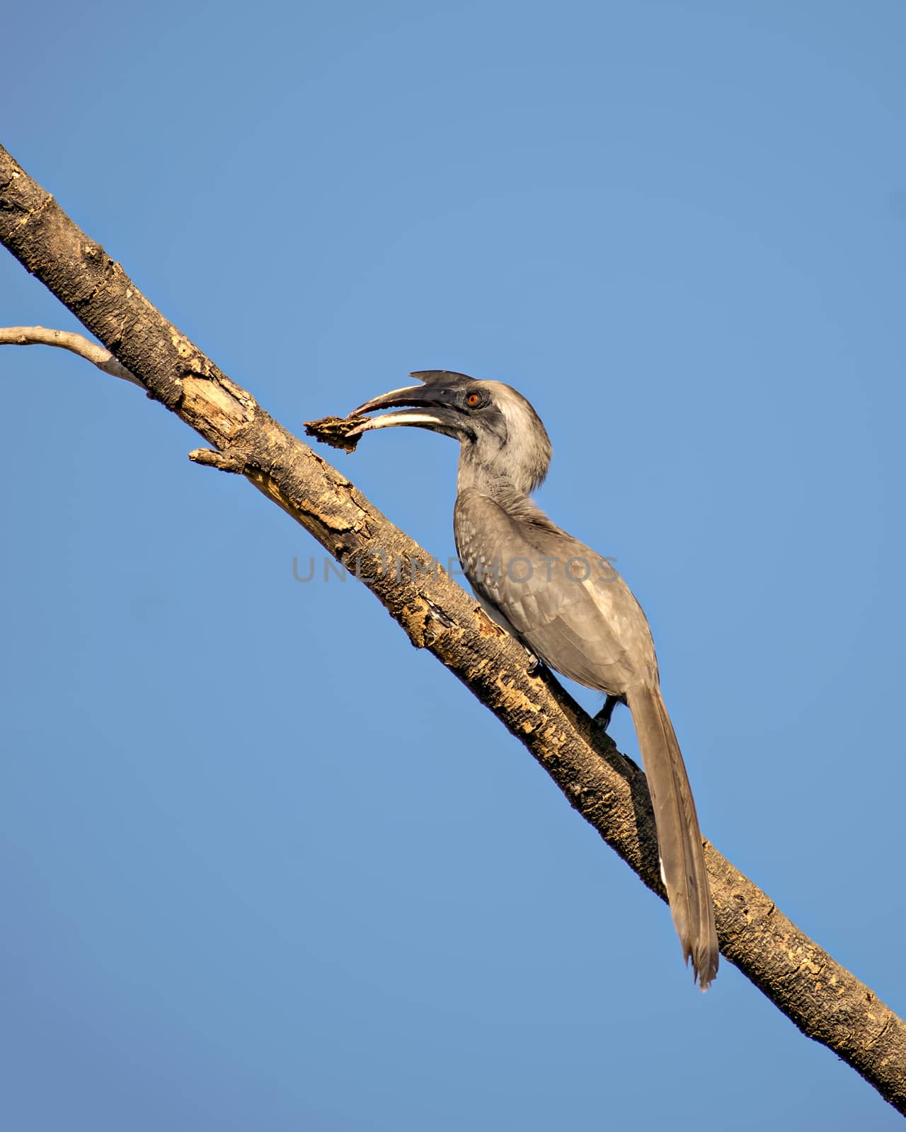 Close up image of Indian grey hornbill with food sitting on a dry tree branch with clear blue sky background.