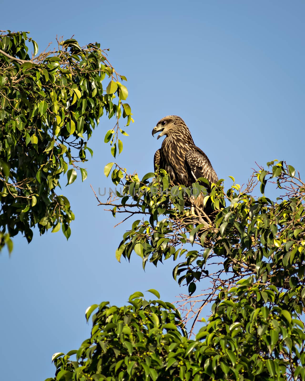 Close up image of Black kite bird sitting on top of tree. by lalam