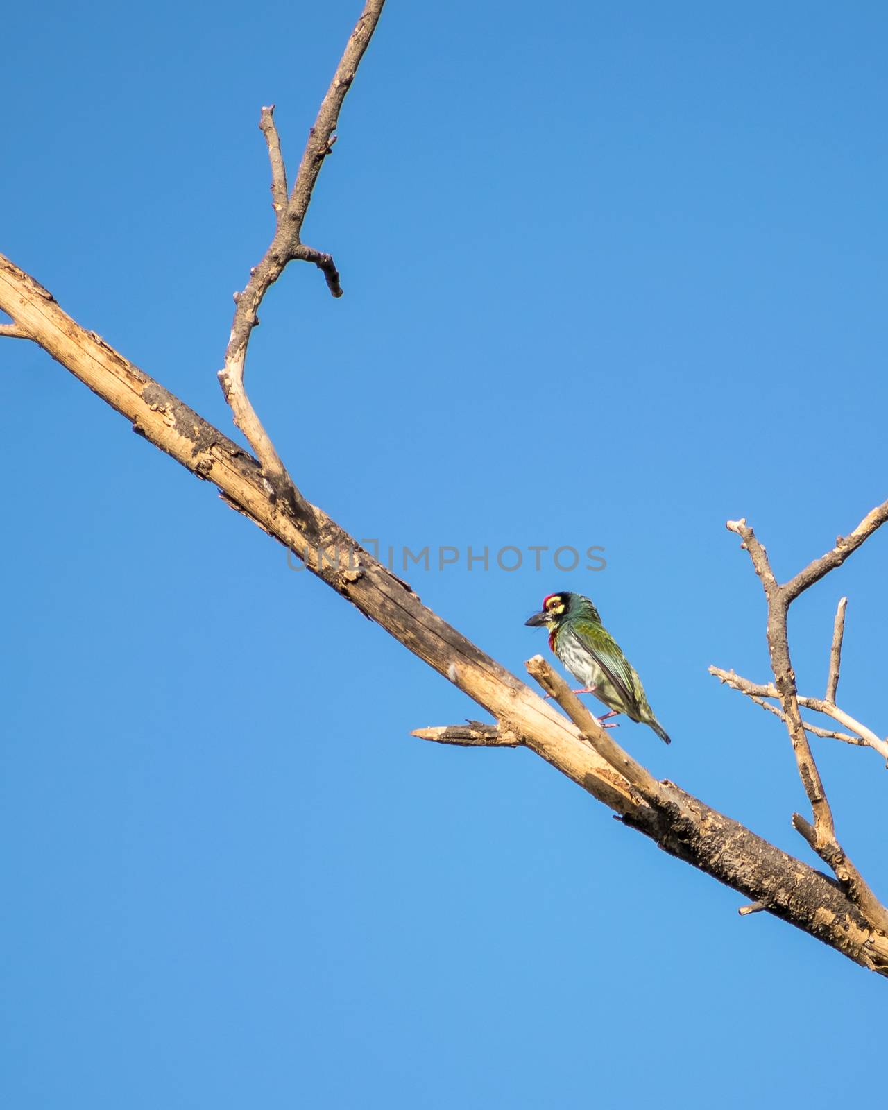 Isolated image of copper smith barbet bird, sitting on a dry tree branch . by lalam