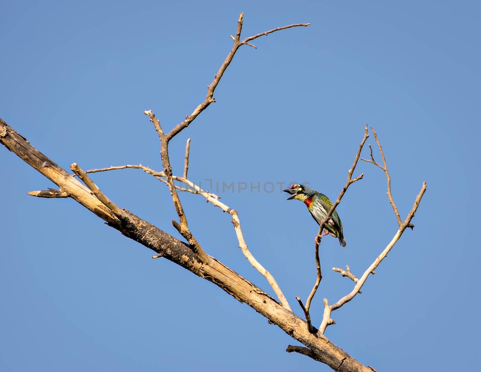 Isolated image of shouting copper smith barbet bird, sitting on dry tree branch. by lalam