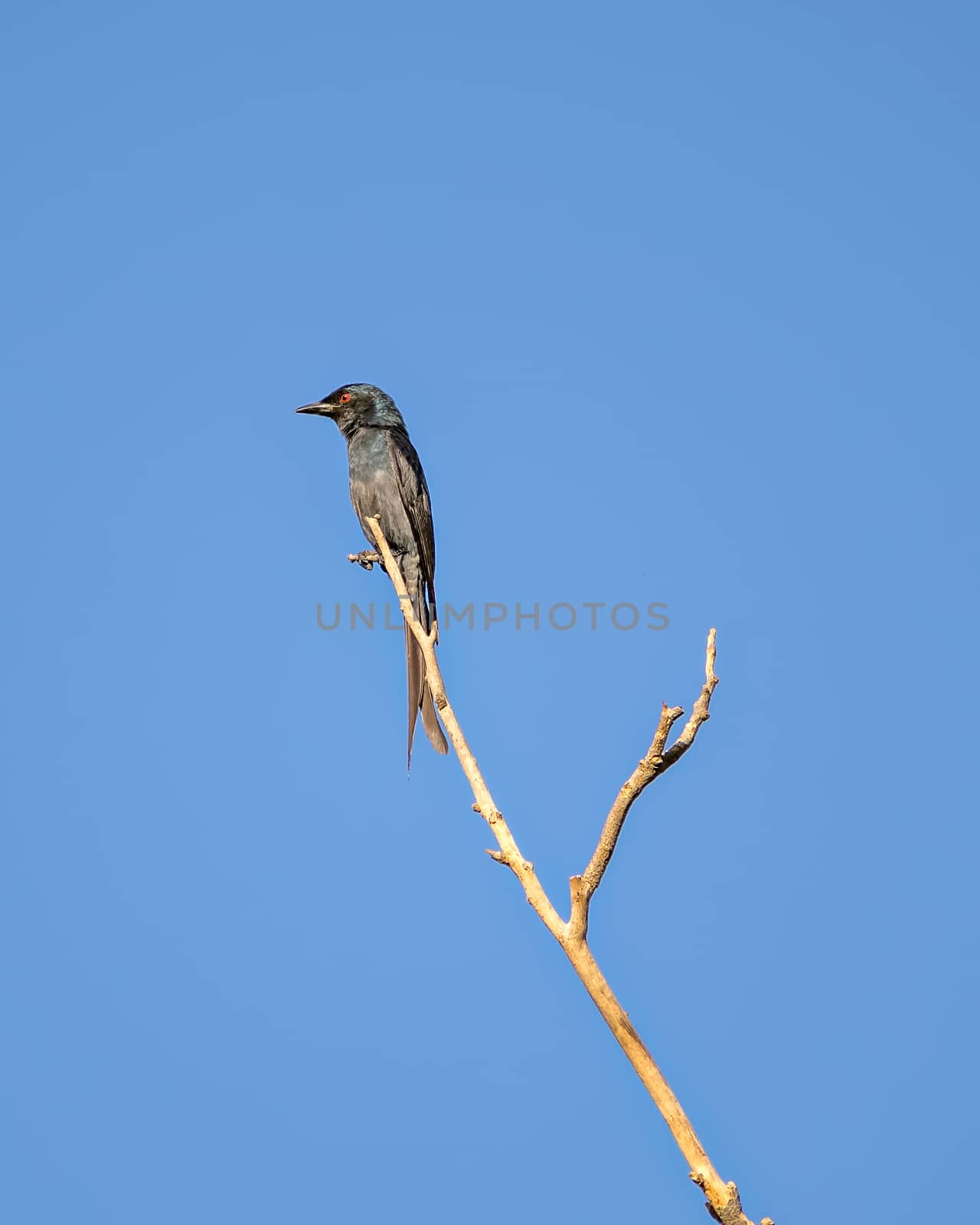 Grey bellied cuckoo(Cacomantis passerinus) sitting on a dry tree branch with clear blue sky background in Sunlight.