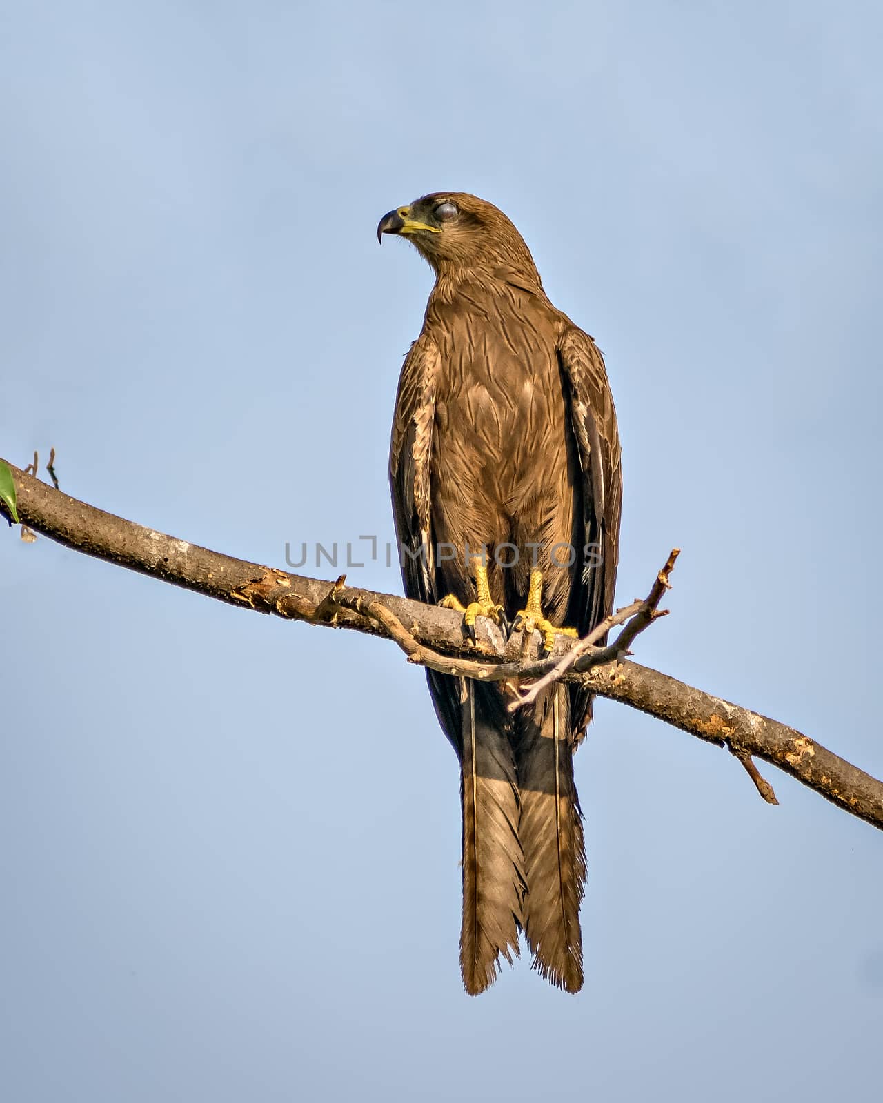 Close up image of Black kite(Milvus migrans) bird with nictitating membarane, sitting on top of tree. by lalam