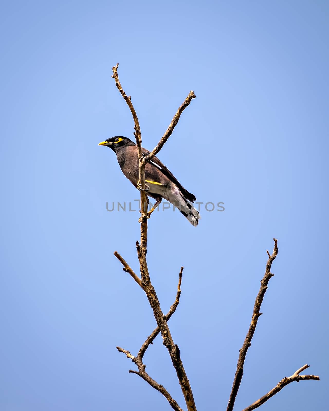 Common Myna bird sitting on a dry tree branch with clear blue sky background. by lalam