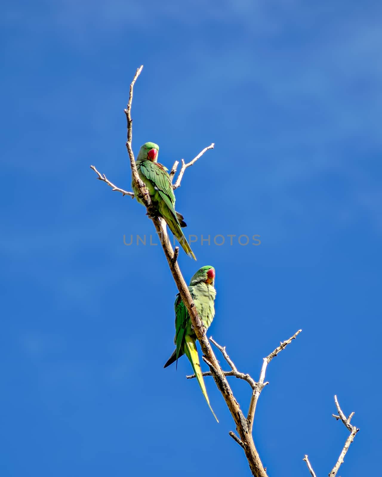 Two Indian ring-necked parakeet parrot sitting on dry tree branch with clear blue sky background.