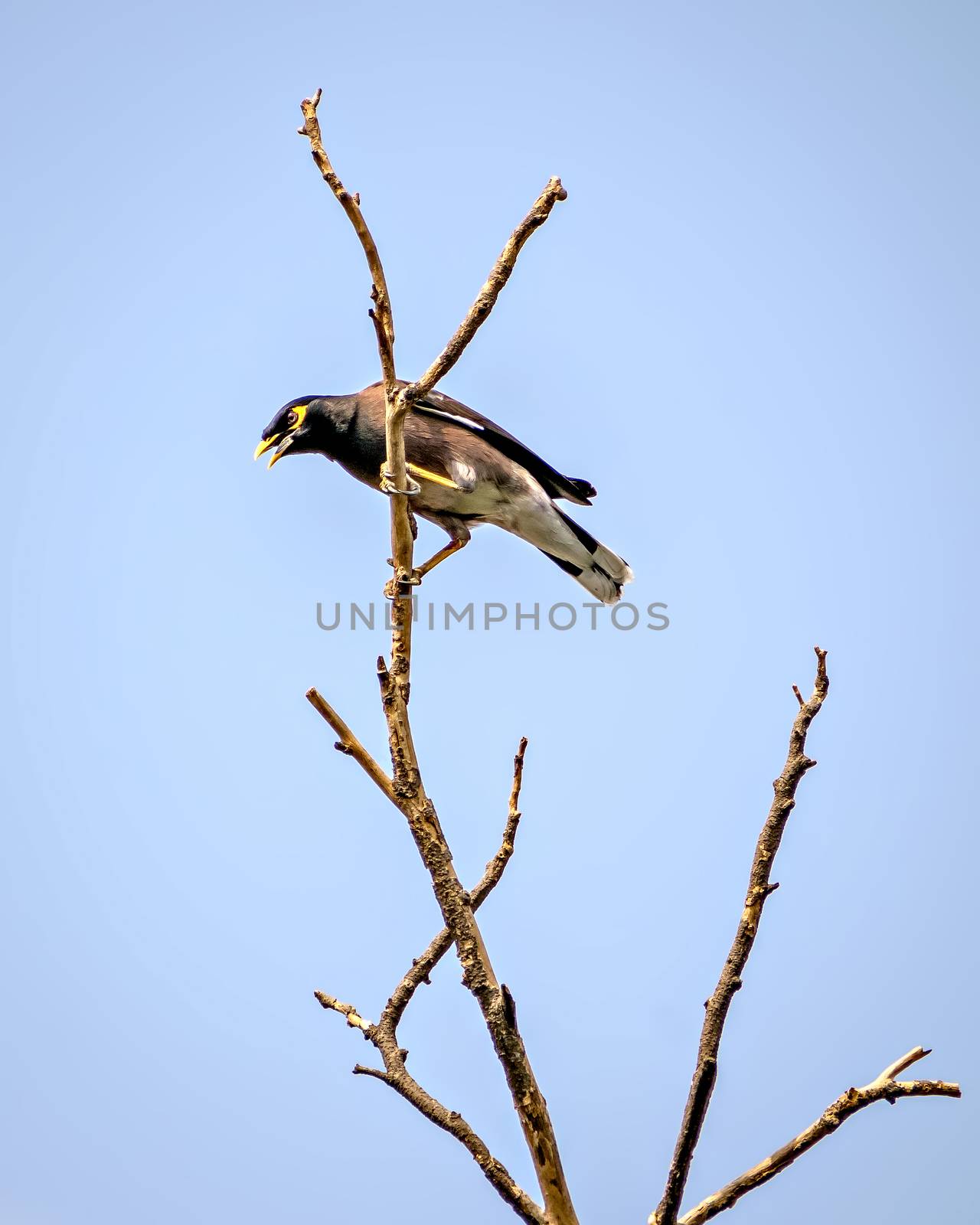 Common Myna bird sitting & shouting on a dry tree branch with clear blue sky background.