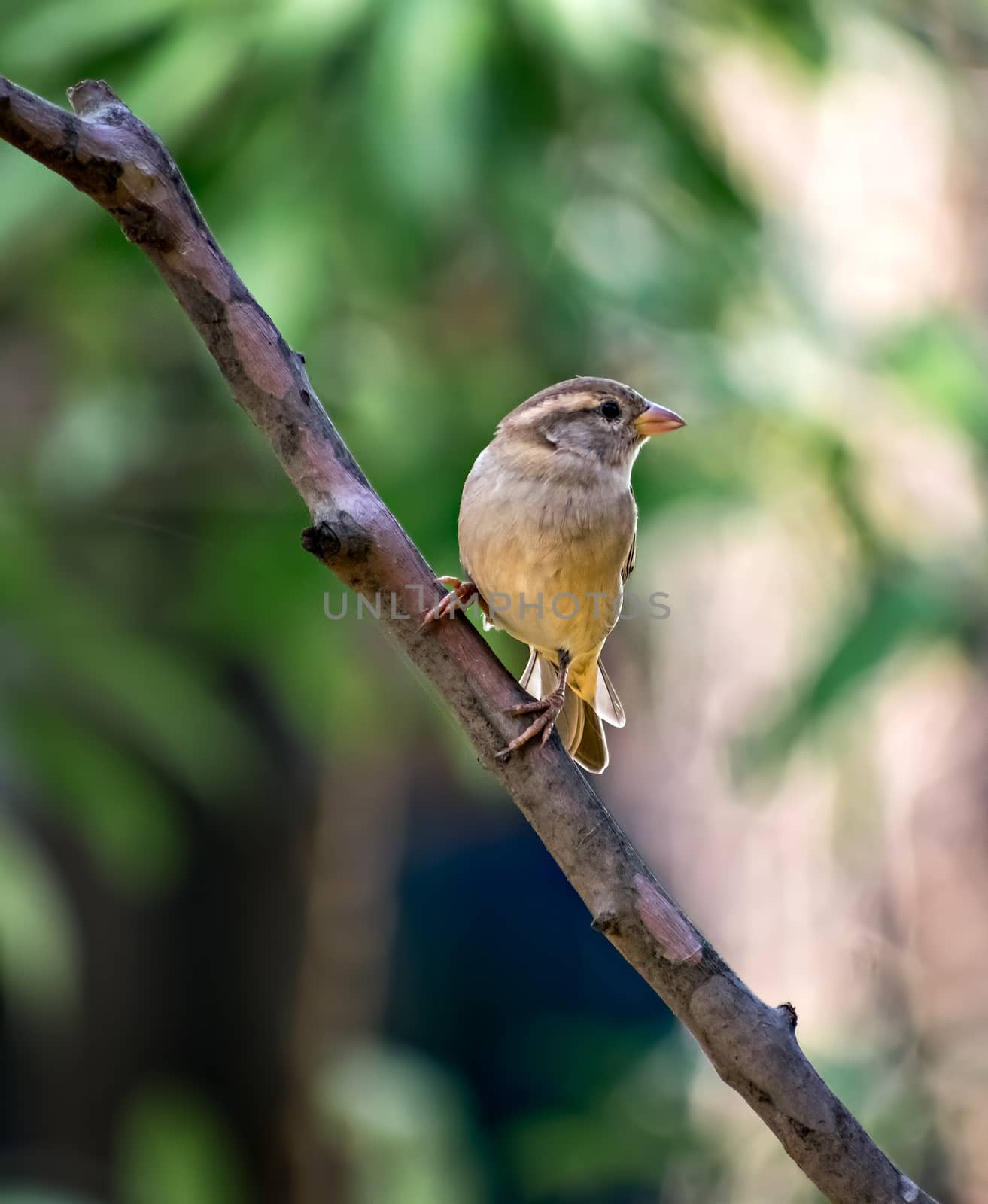 Selective focus, shallow depth of field , Isolated image of a female sparrow on tree branch with clear green background.