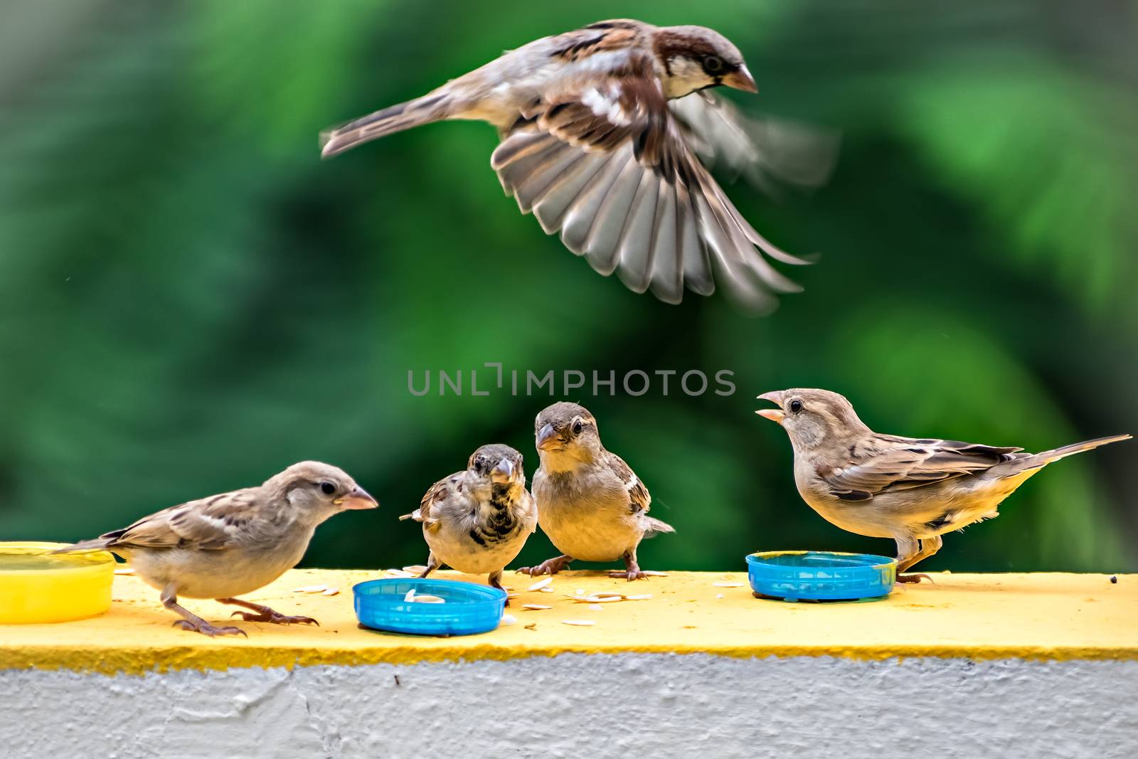 Group of sparrows eating their food on a wall with one flying. by lalam