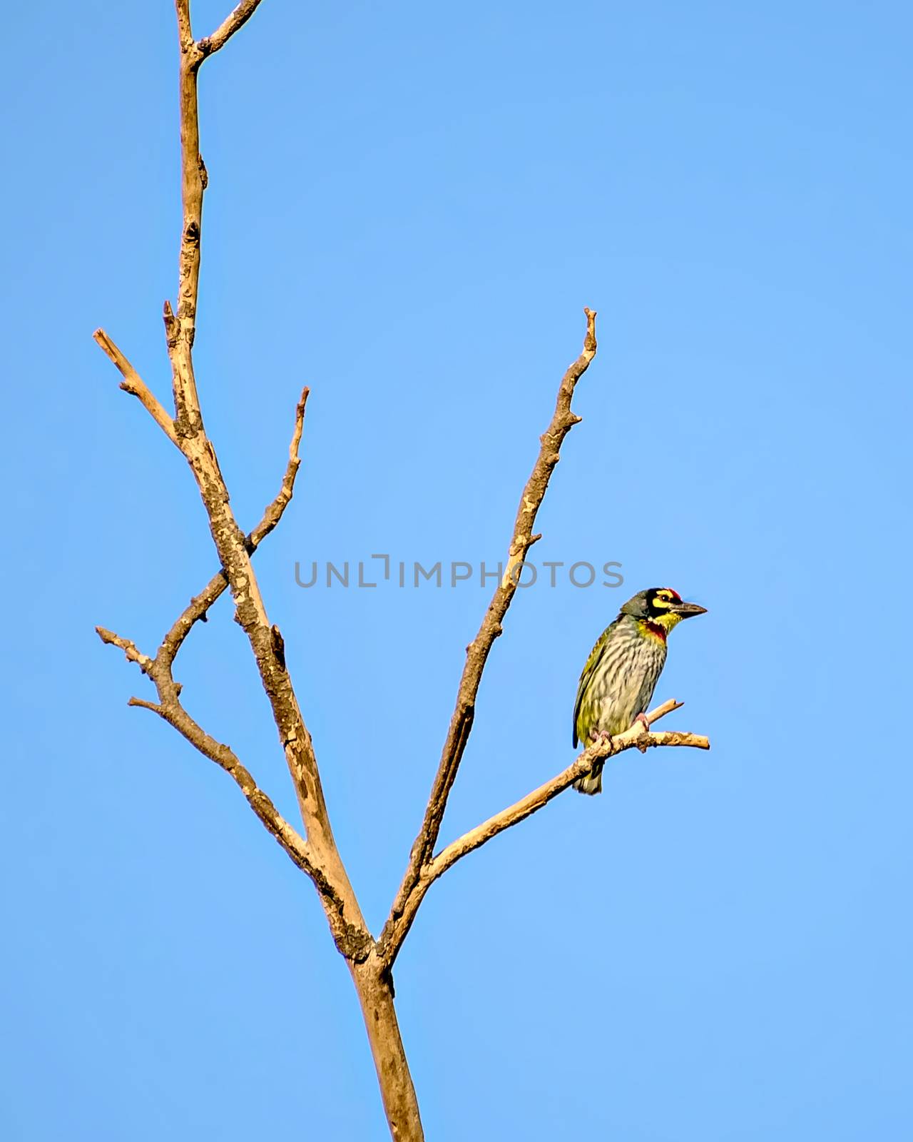 Isolated image of copper smith barbet bird, sitting on a dry tree branch. by lalam