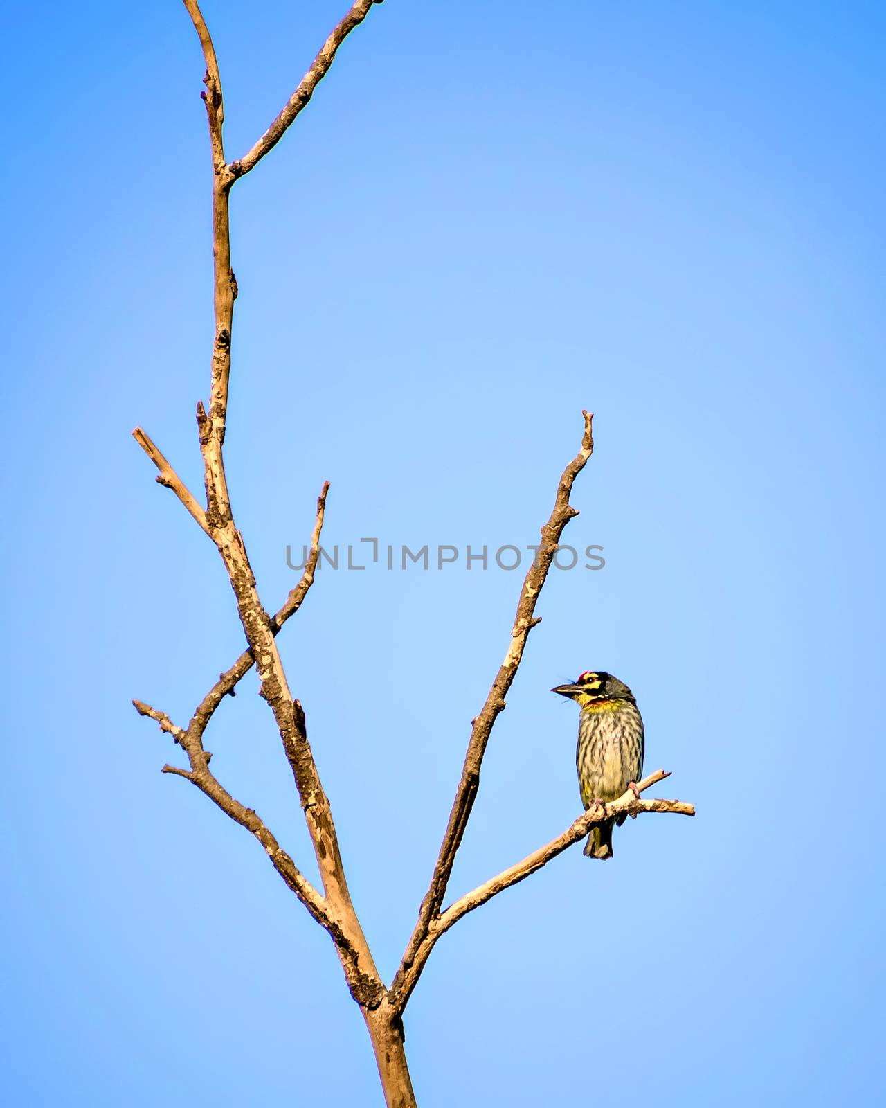 Isolated image of copper smith barbet bird, sitting on a dry tre by lalam
