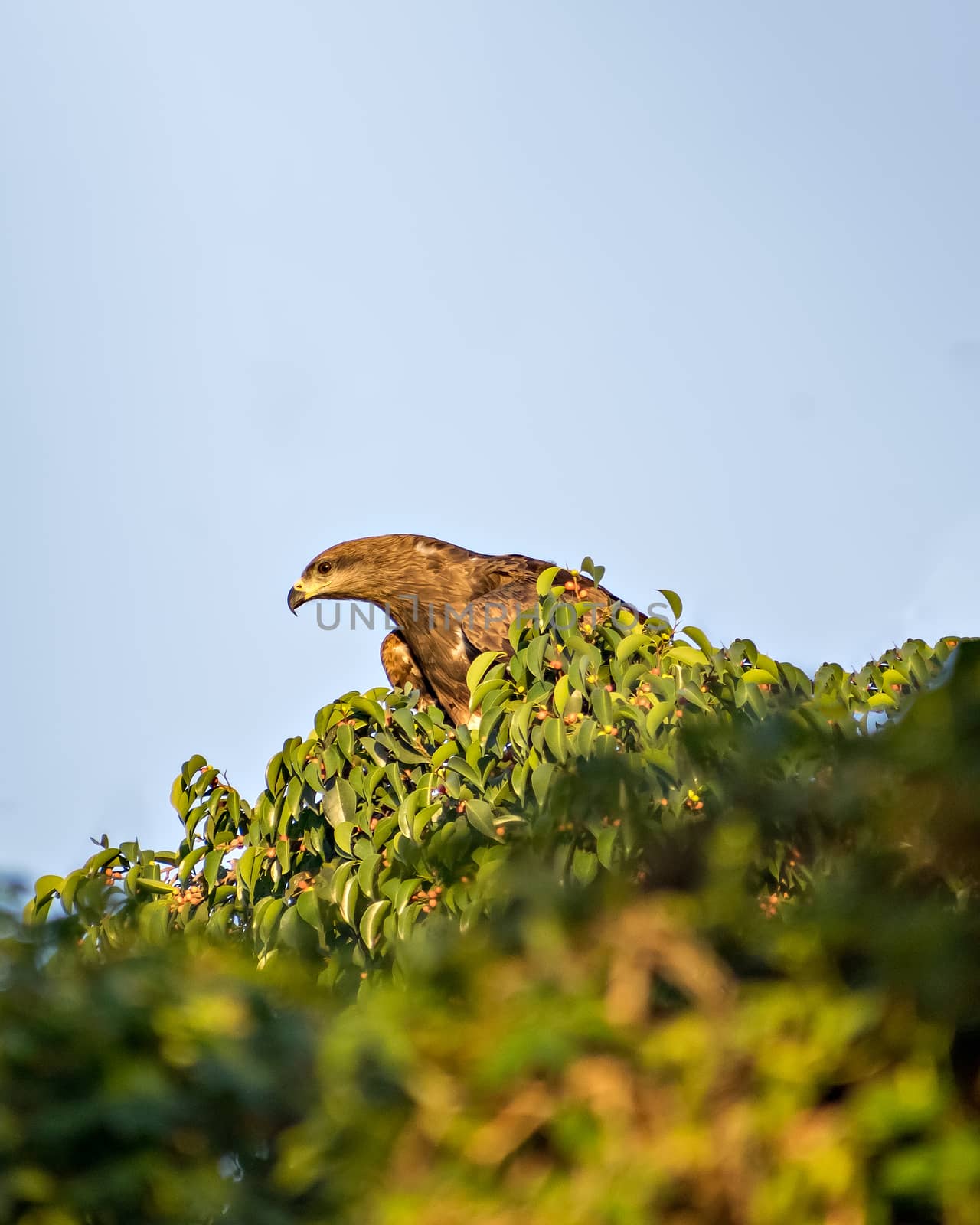 Black kite bird sitting in leaves on top of tree. by lalam