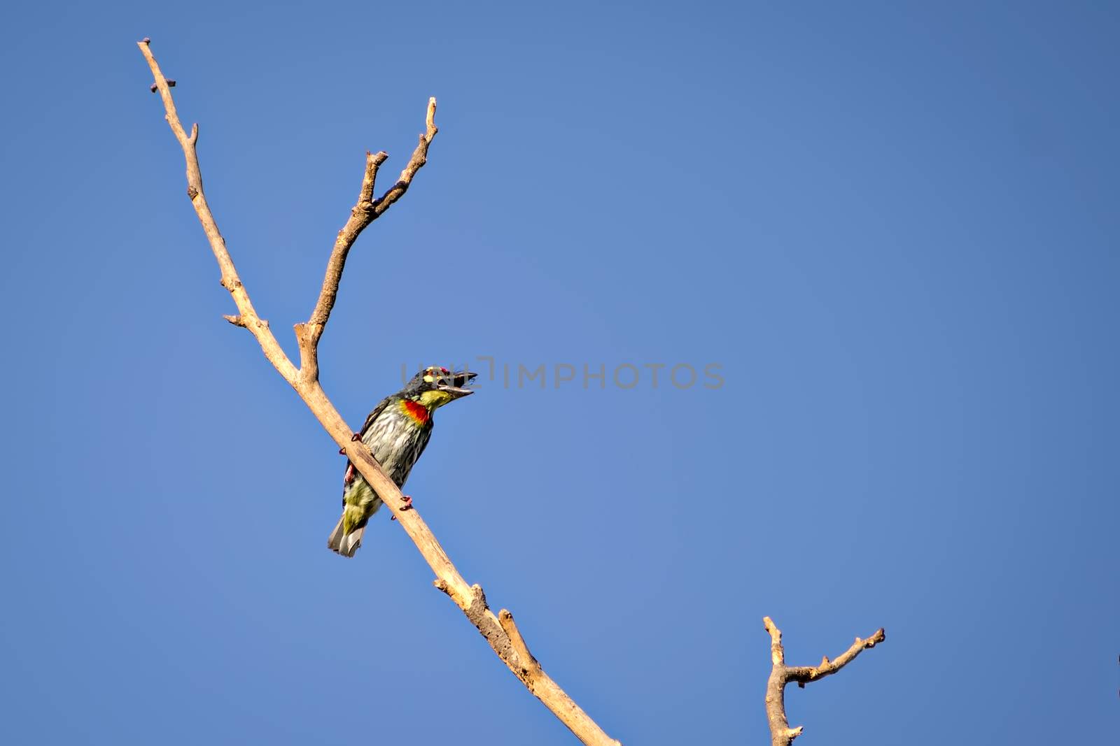 Isolated image of shouting copper smith barbet bird, sitting on a dry tree branch with clear blue sky background..