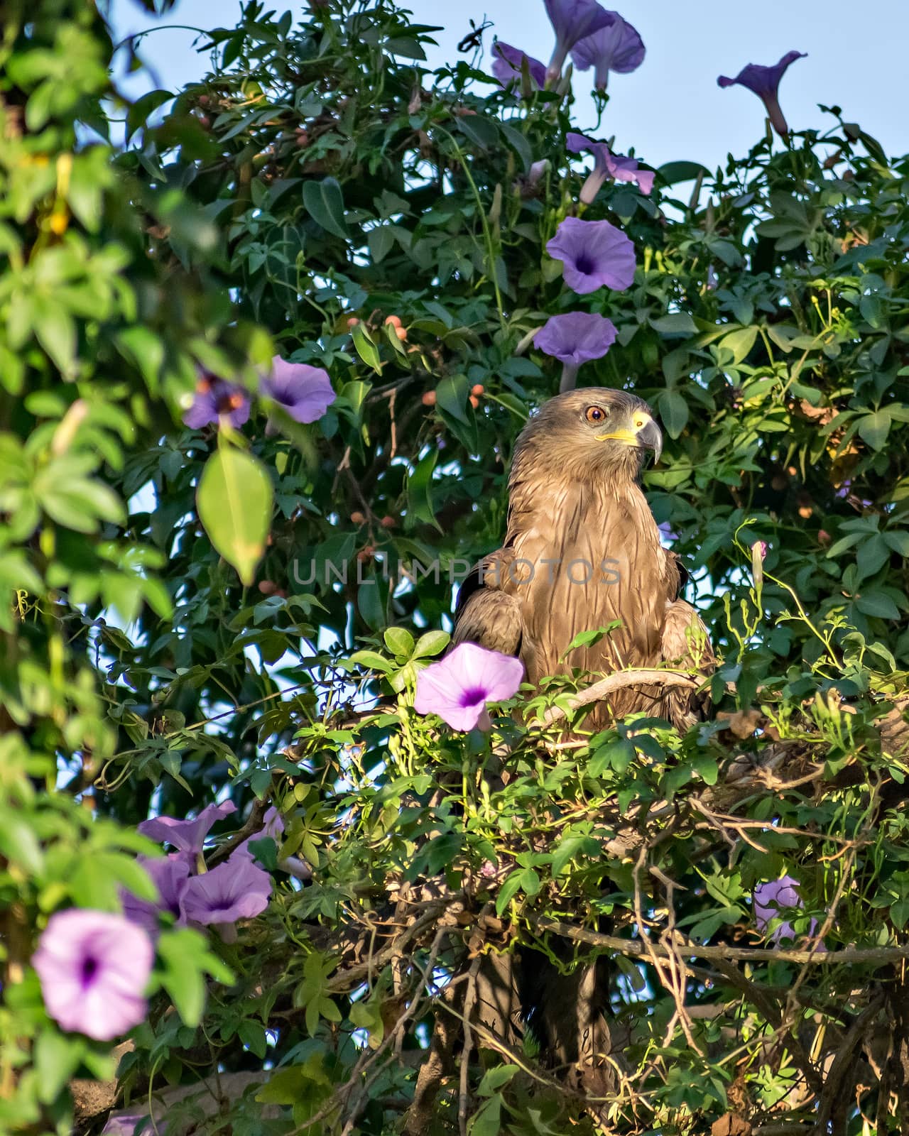 Black kite bird sitting in leaves on top of tree. by lalam