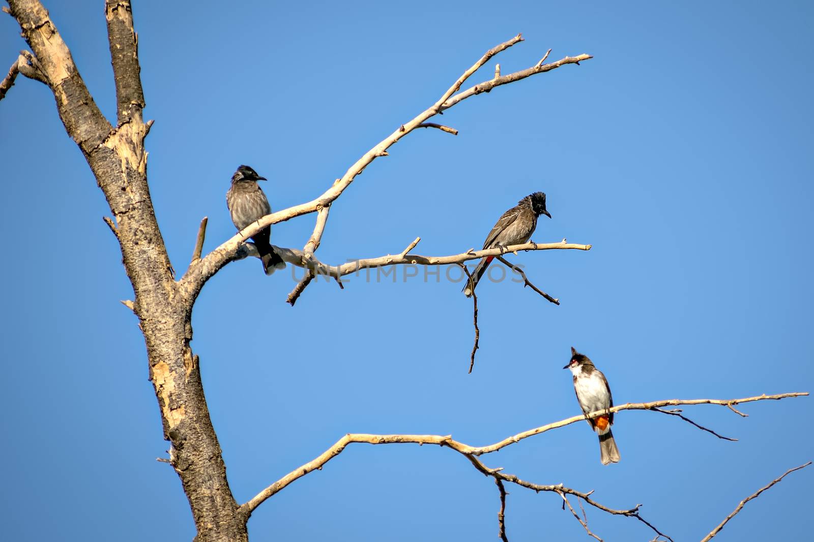 Three Red vented bulbul sitting on dry tree branch with clear blue sky background by lalam