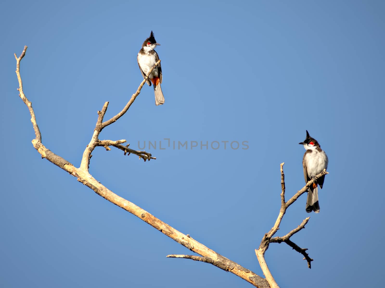 Two Red vented bulbul sitting on dry tree branch with clear blue sky background. by lalam